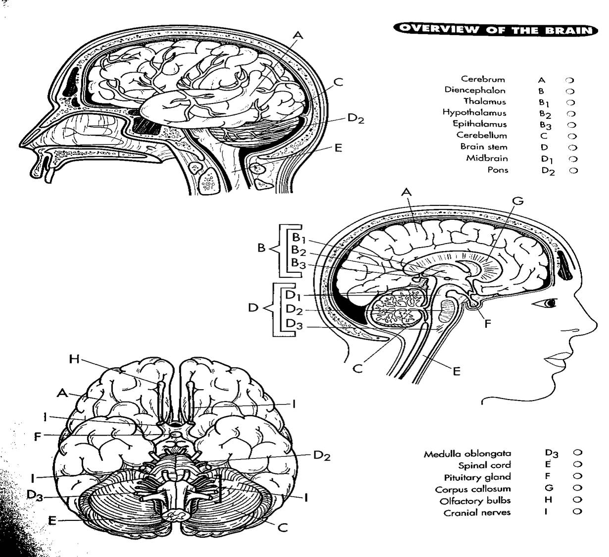 Coloring Page Nervous System Printable