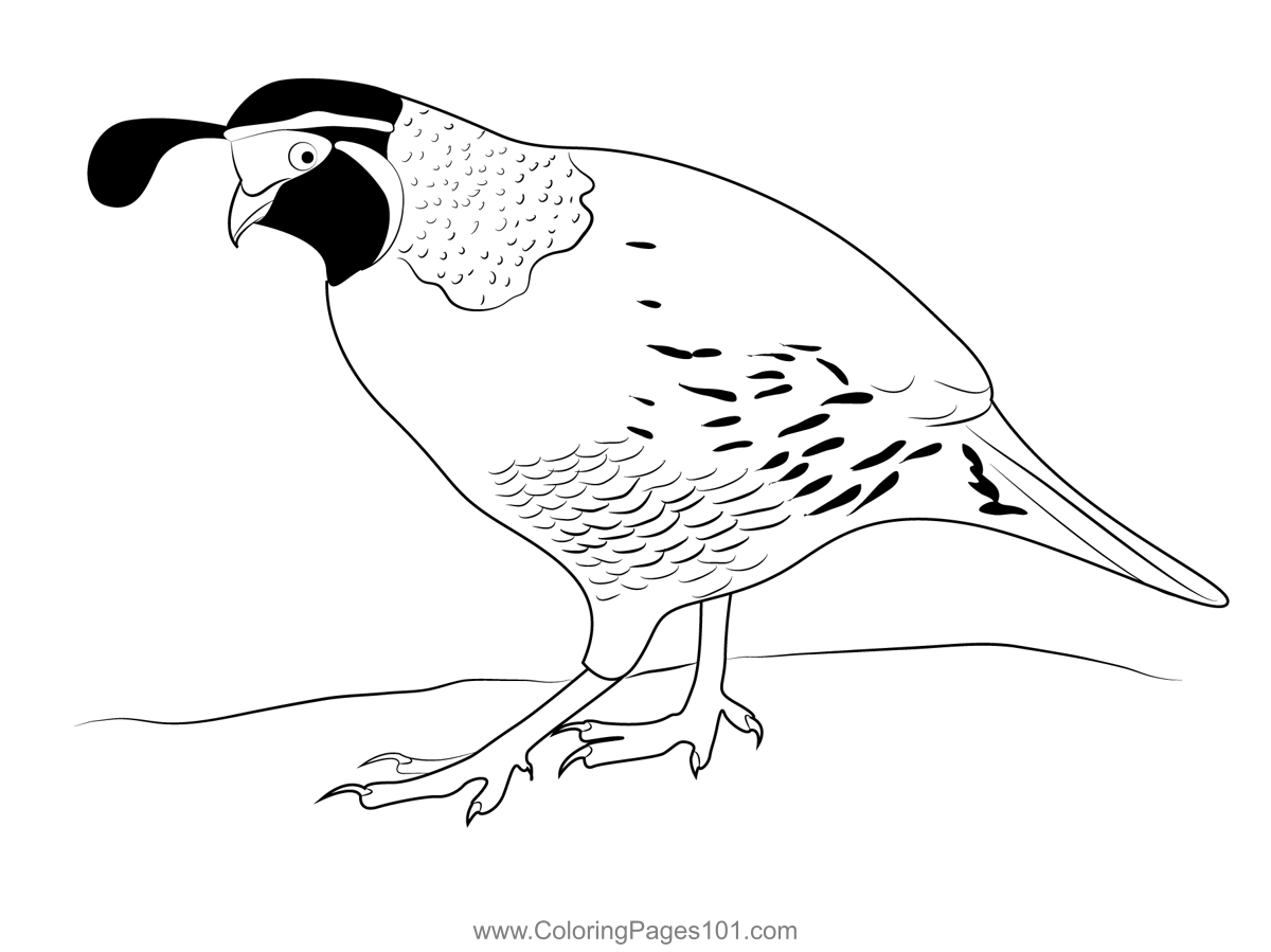 California Quail Coloring Page
