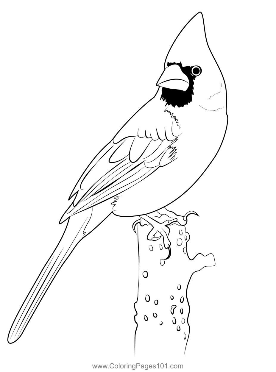 Cardinal 2 Coloring Page For Kids Free Sparrows Printable Coloring Pages Online For Kids