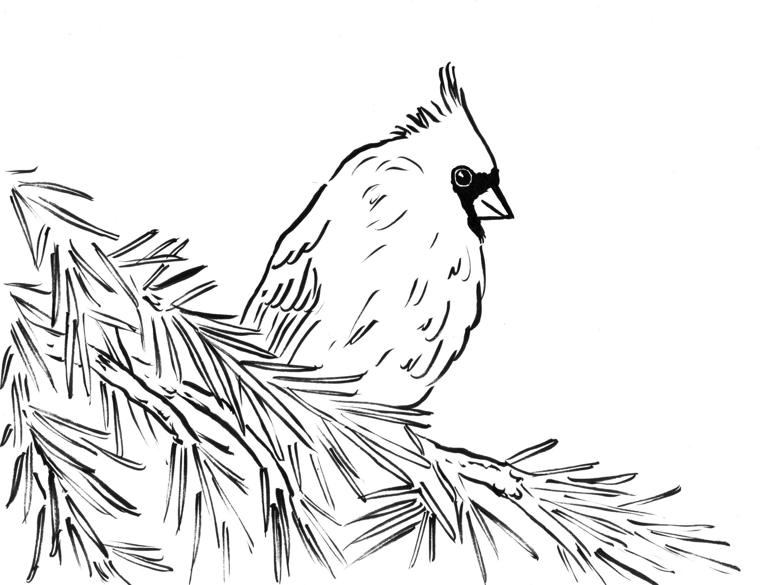 Cardinal Coloring Page Samantha Bell