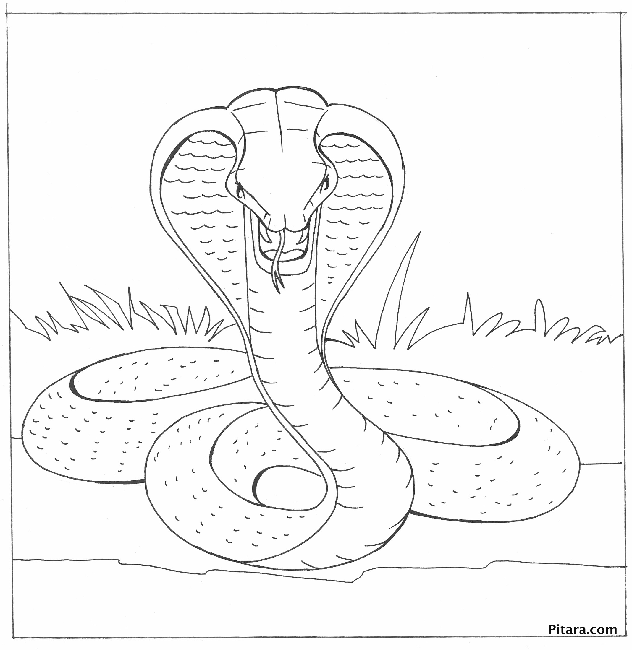 Cobra 3247 Animals Free Printable Coloring Pages
