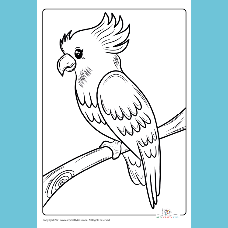 Cockatiel Coloring Page Arty Crafty Kids
