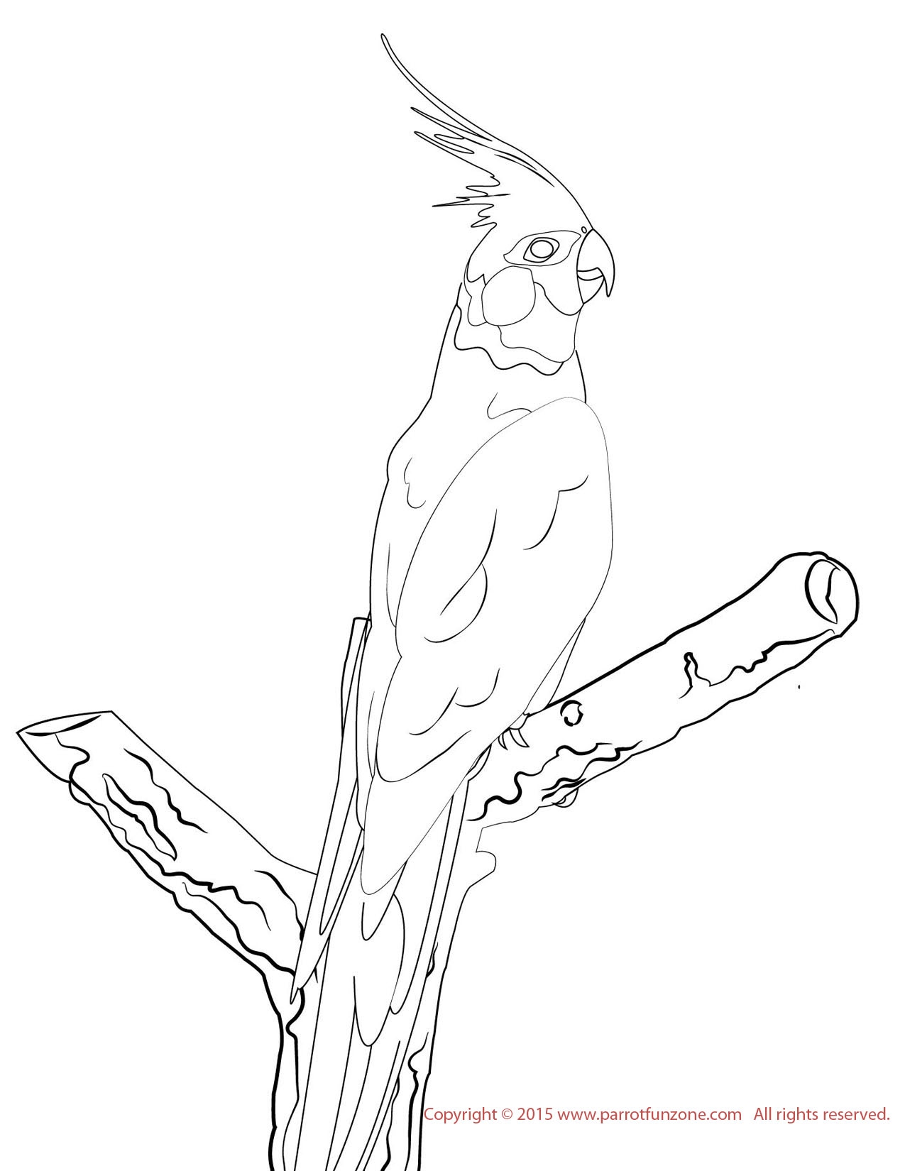 Cockatiel Coloring Page