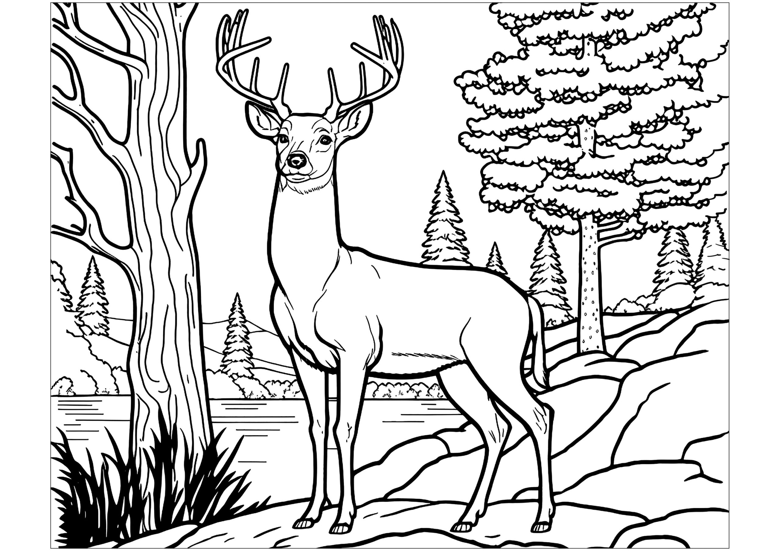 Coloring A Deer In The Forest Deers Kids Coloring Pages