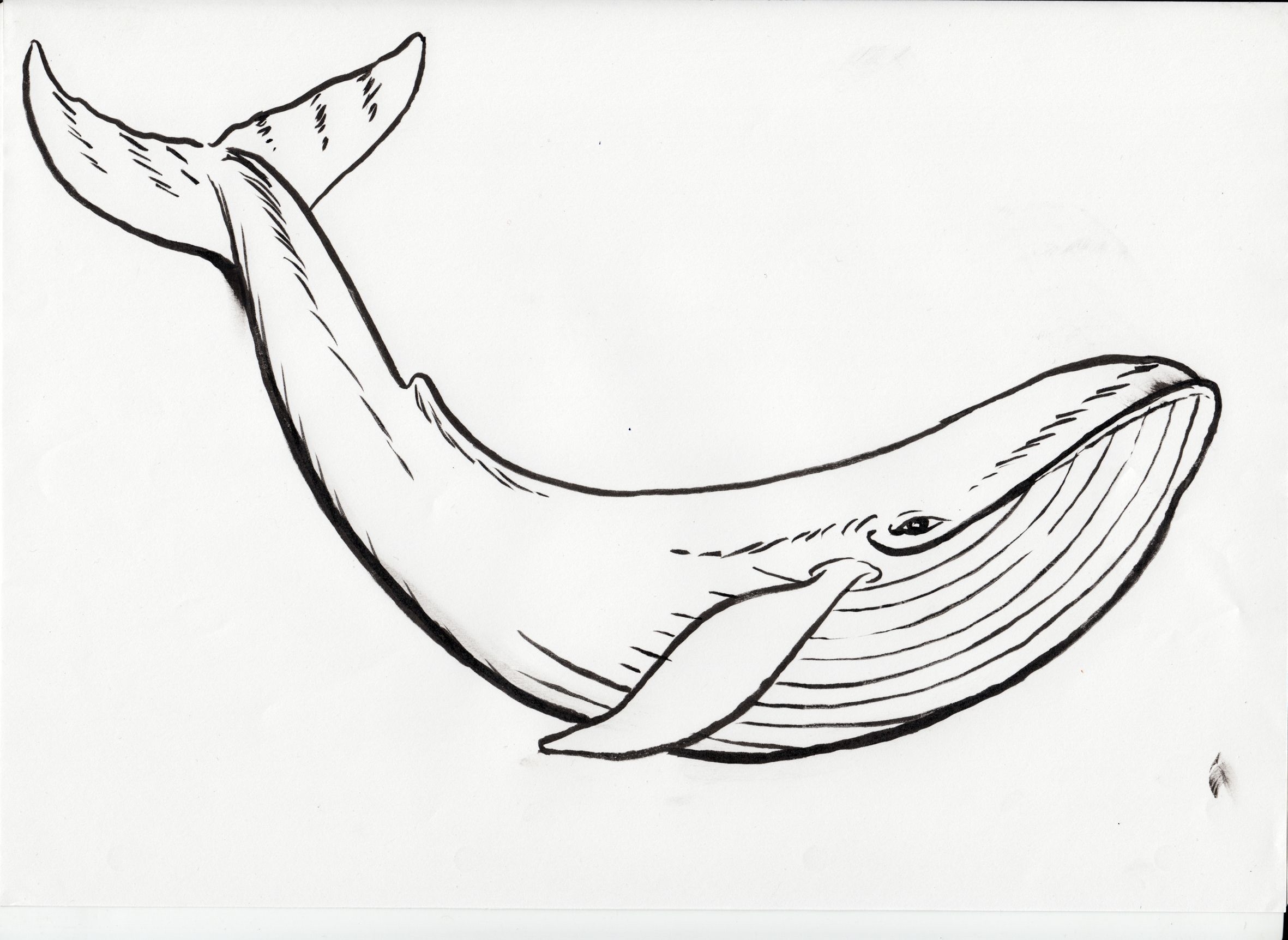 Blue Whale Coloring Page