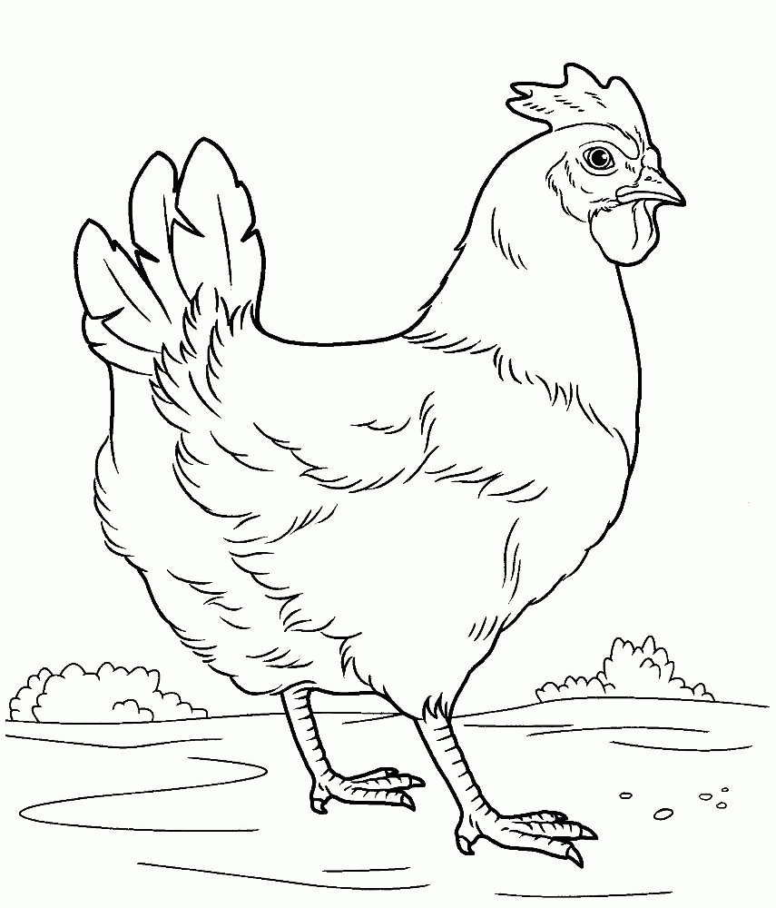 Coloring Page Chicken
