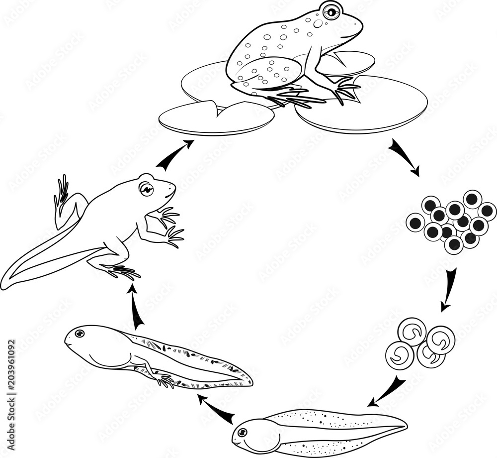 Coloring Page Life Cycle Of Frog Stock Vector Adobe Stock