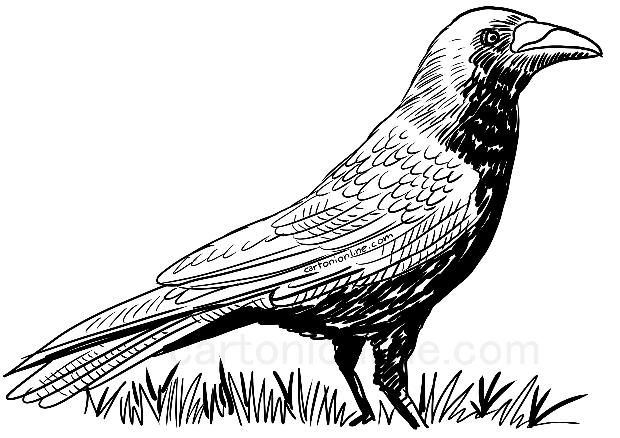 Coloring Pages Crow