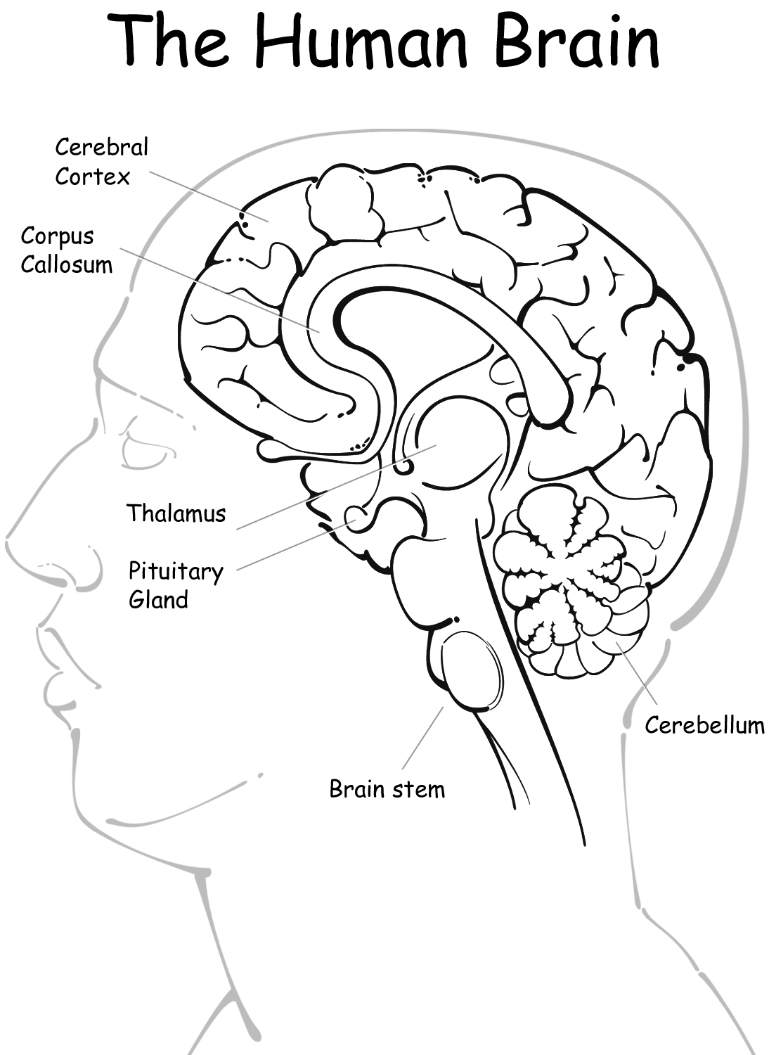 Brain Coloring Page