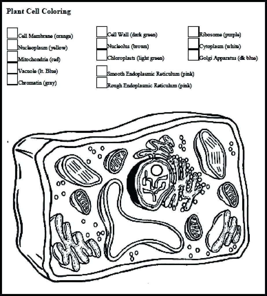 Coloring Pages Of A Plant Cell