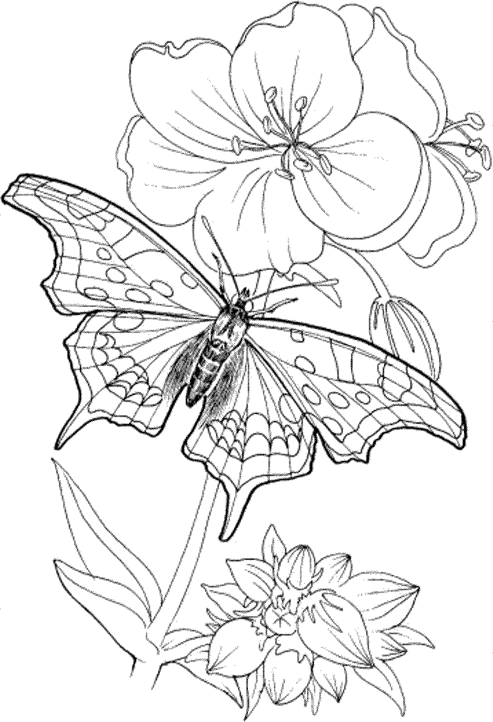 Coloring Pages Printable Free