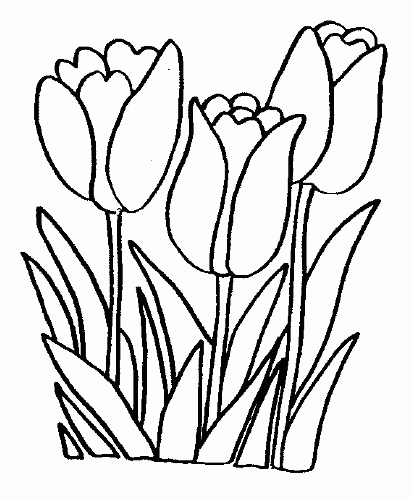 Coloring Pages Tulips Printable Tulip Coloring Pages Kids Free Printable Tulip Coloring
