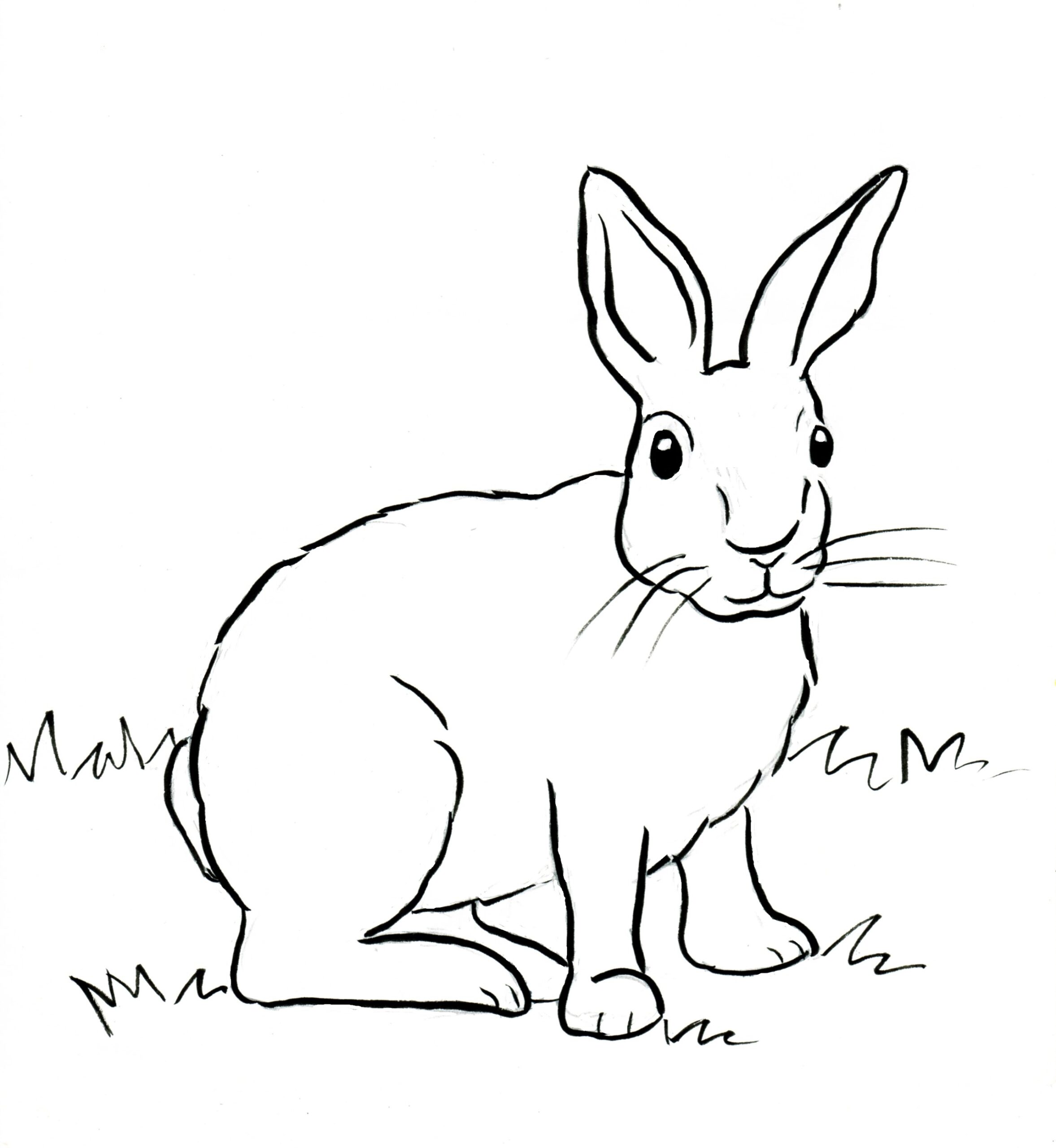 Bunny Coloring Pages