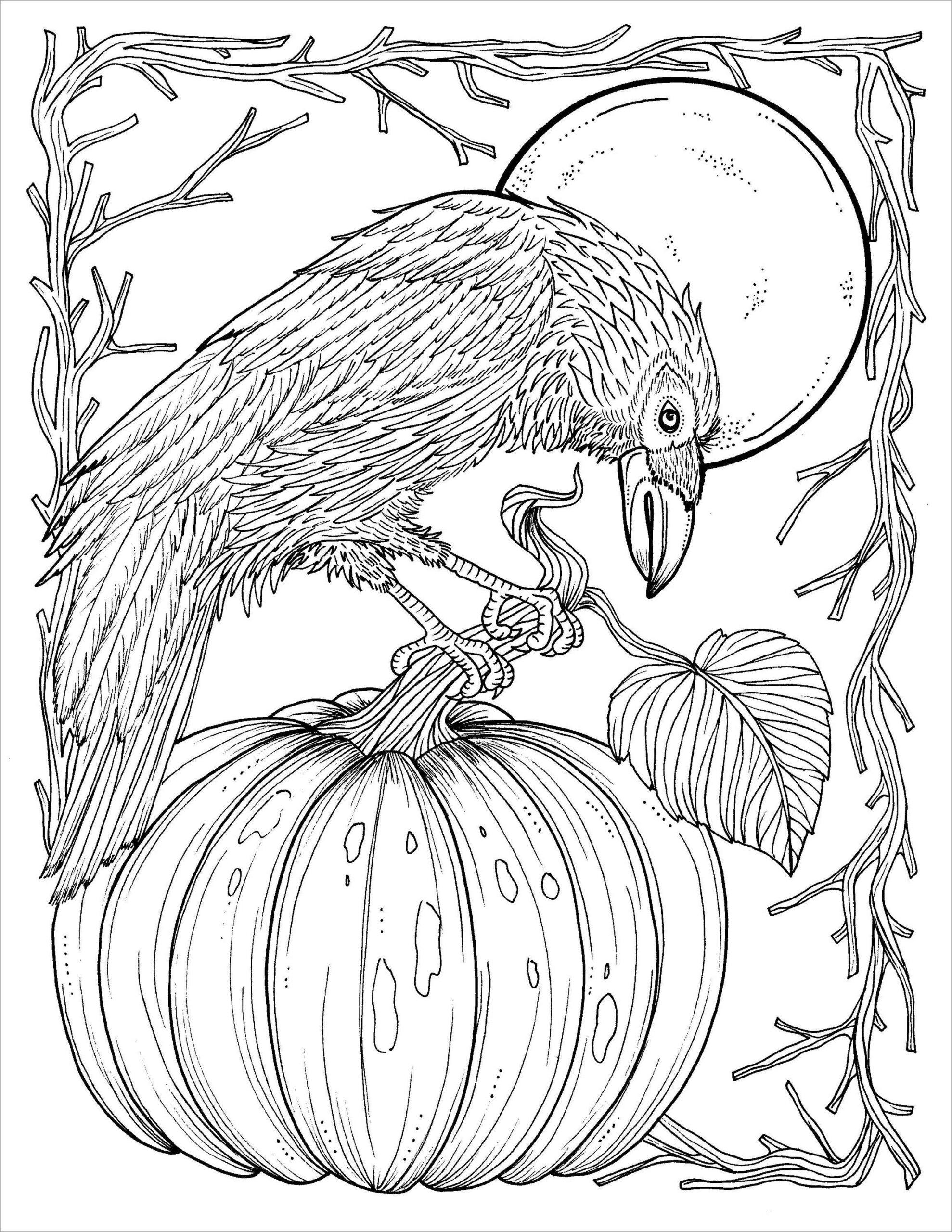 Crows Coloring Pages ColoringBay