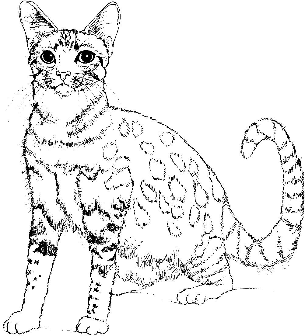 Free Cat Coloring Page Printables