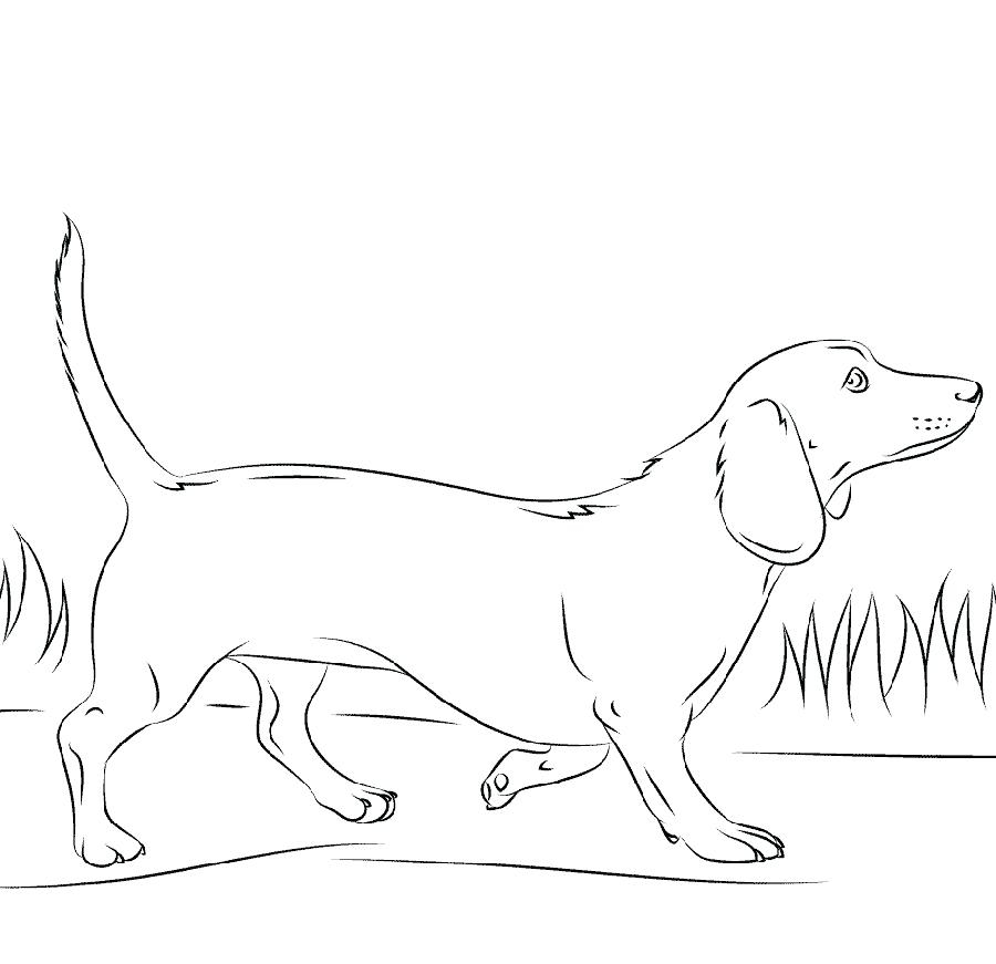 Dachshund Coloring Pages Best Coloring Pages For Kids