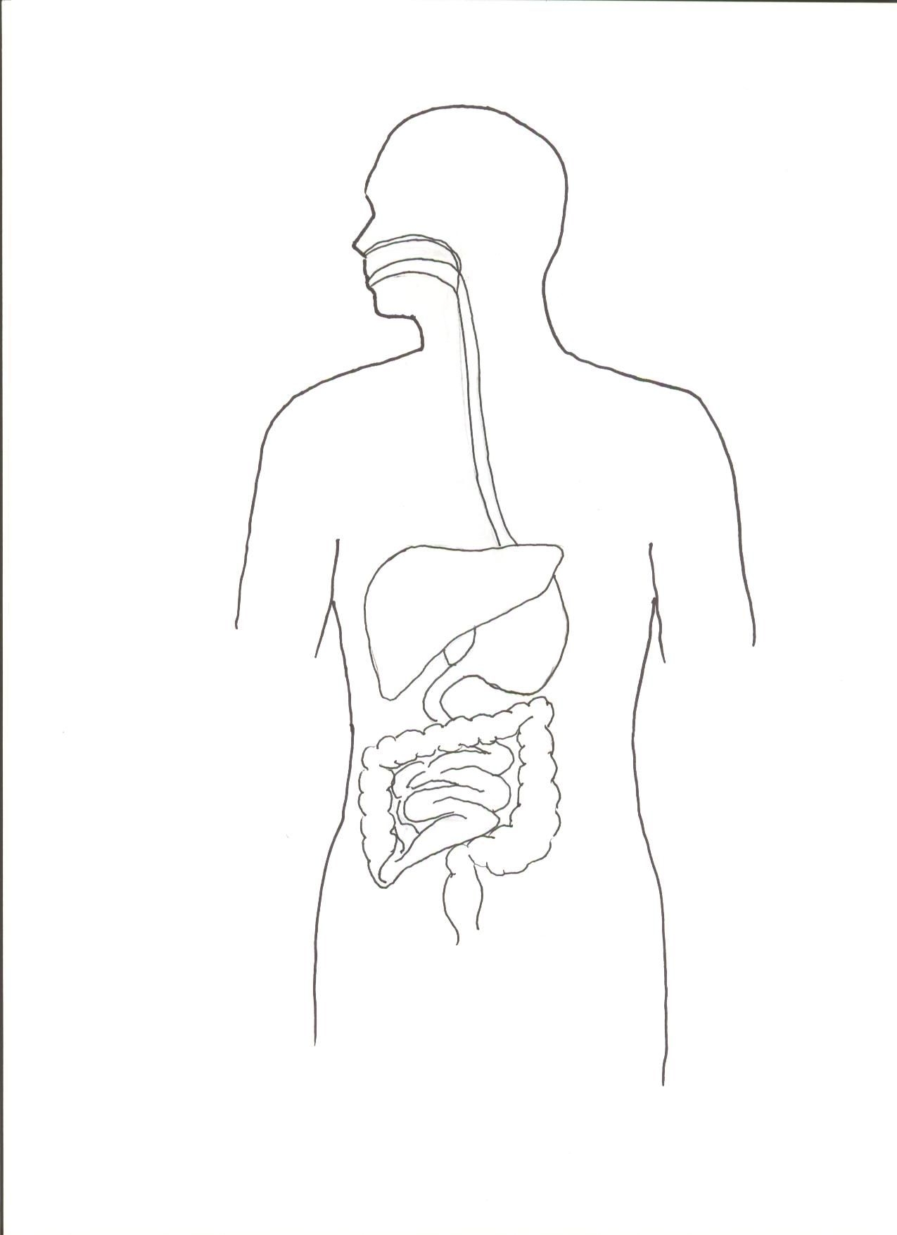 Digestive System Coloring Page