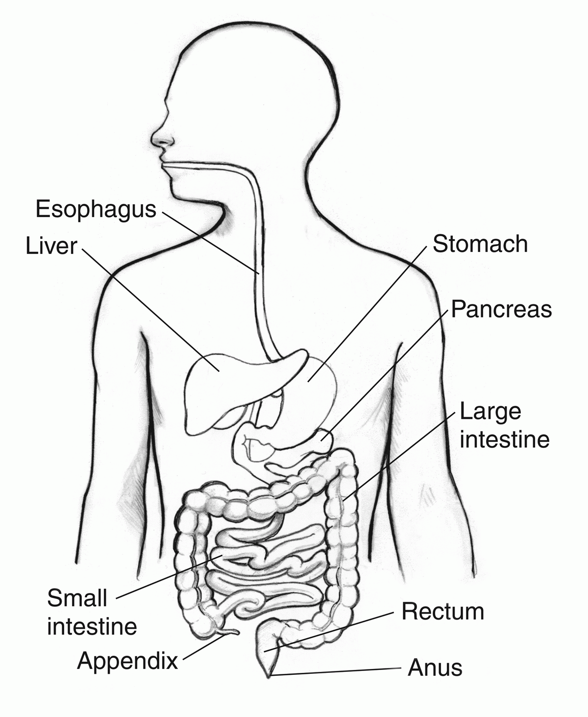 Digestive System Coloring Page Coloring Home