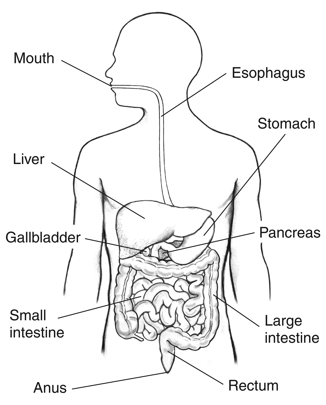 Digestive System Drawing At GetDrawings Free Download