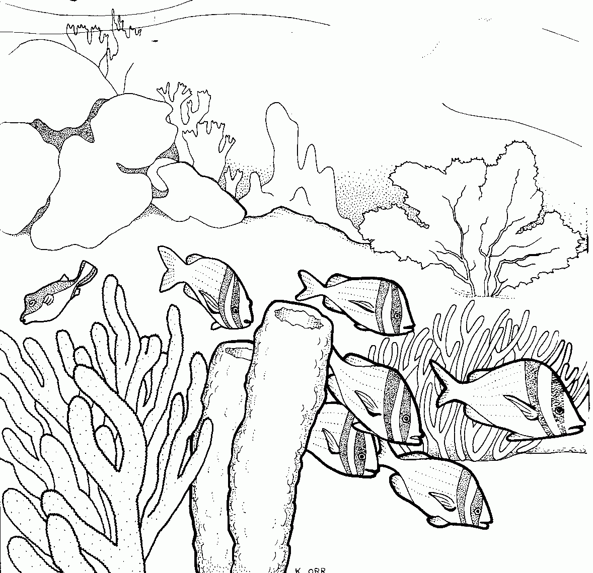 Drawing Underwater Coral Reef Sketch Coloring Page