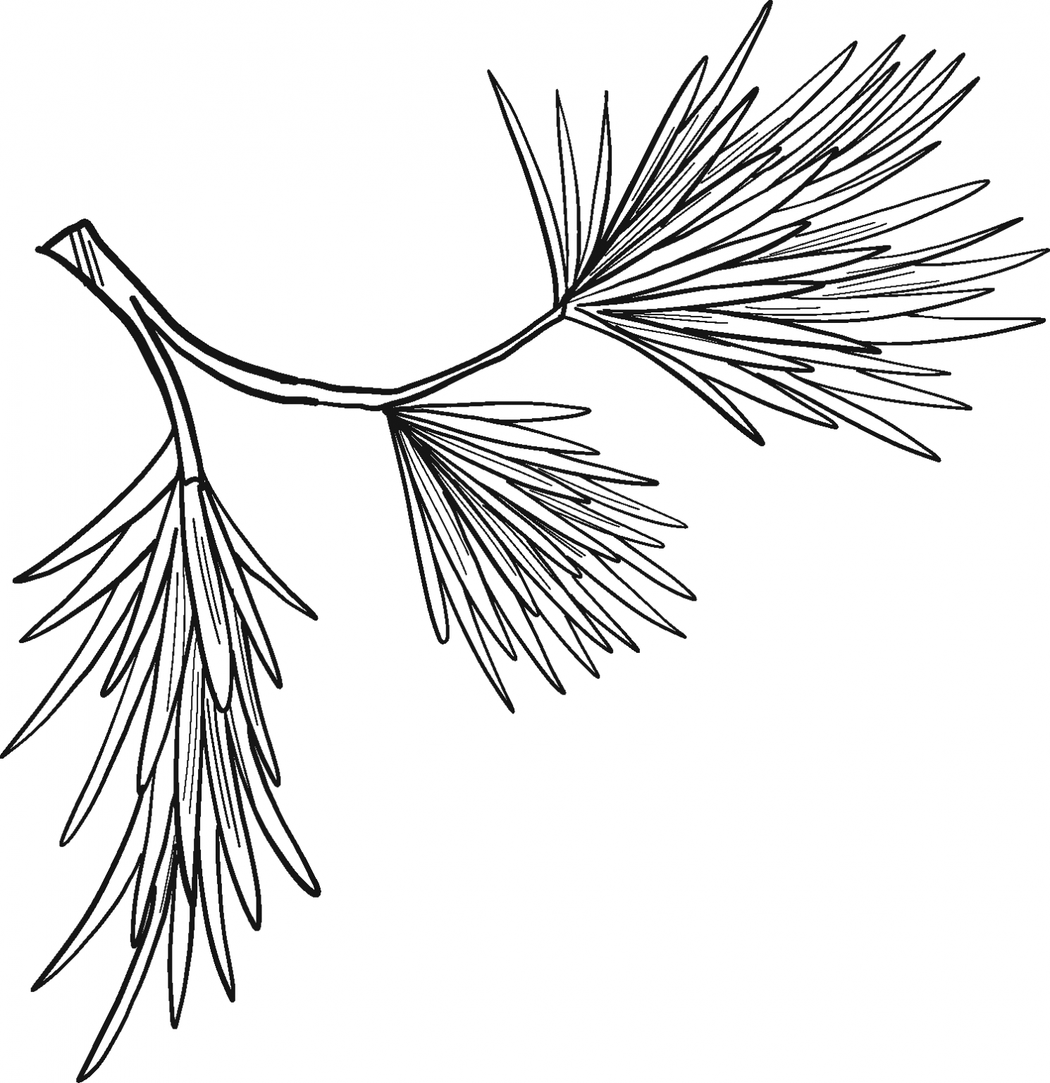 Evergreen Tree Branch Coloring Page ColouringPages
