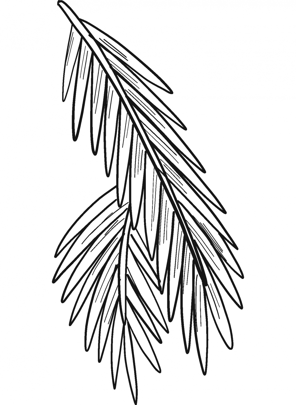 Evergreen Tree Branch Coloring Page ColouringPages