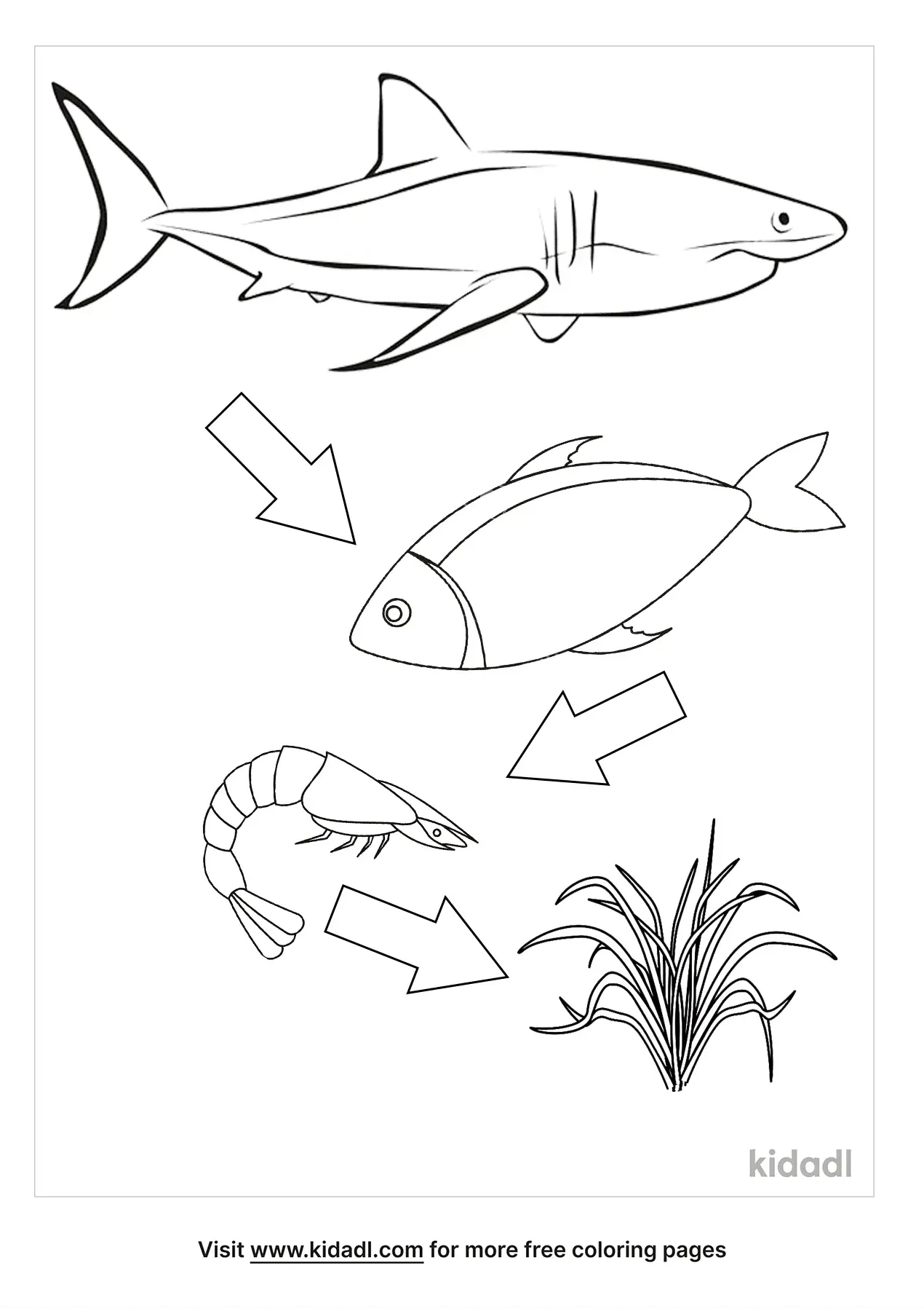 Food Chain Coloring Ocean Pages Web Sheets Printable Worksheet Drawing Worksheets Colouring