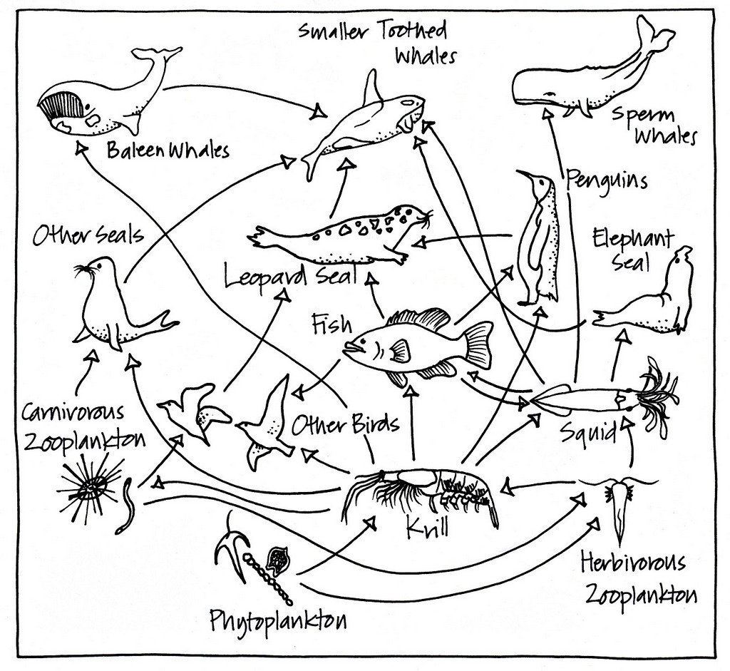 Food Chain Coloring Pages Printable