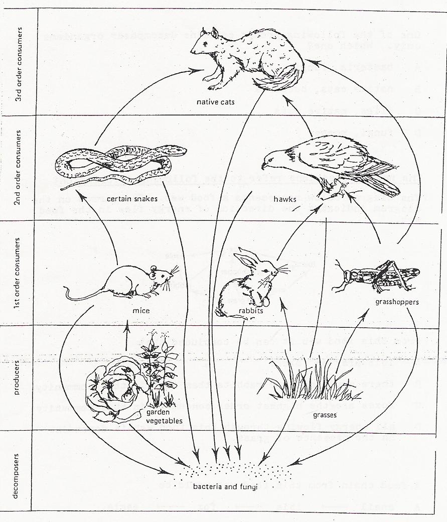 Food Web Coloring Pages At GetColorings Free Printable Colorings Pages To Print And Color