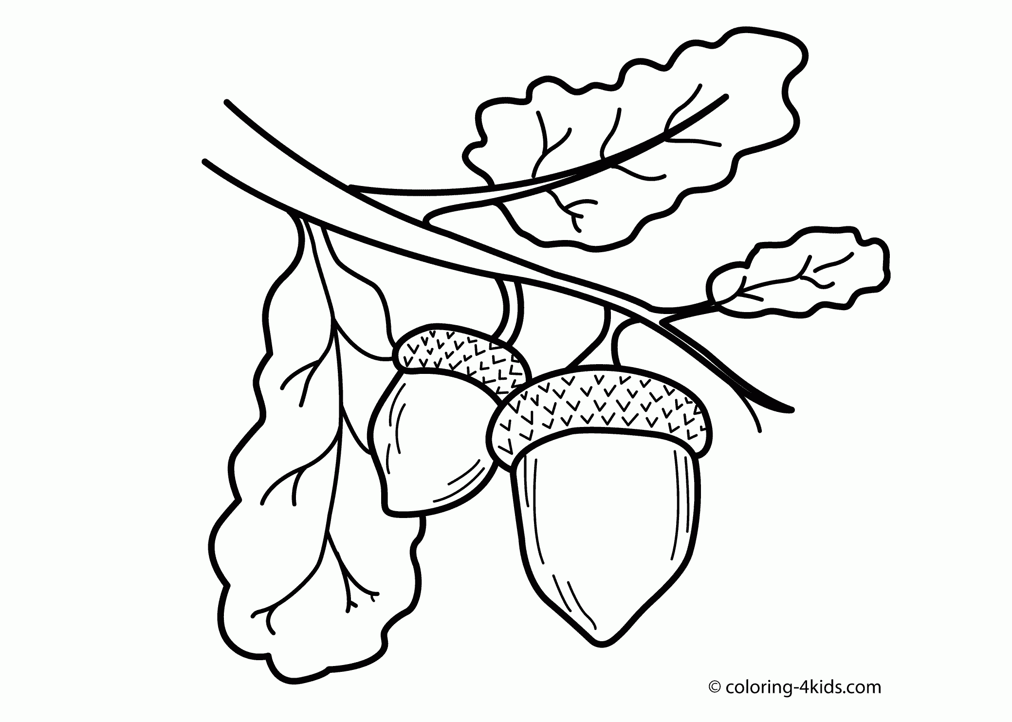 Free Acorns Coloring Pages Download Free Acorns Coloring Pages Png Images Free ClipArts On