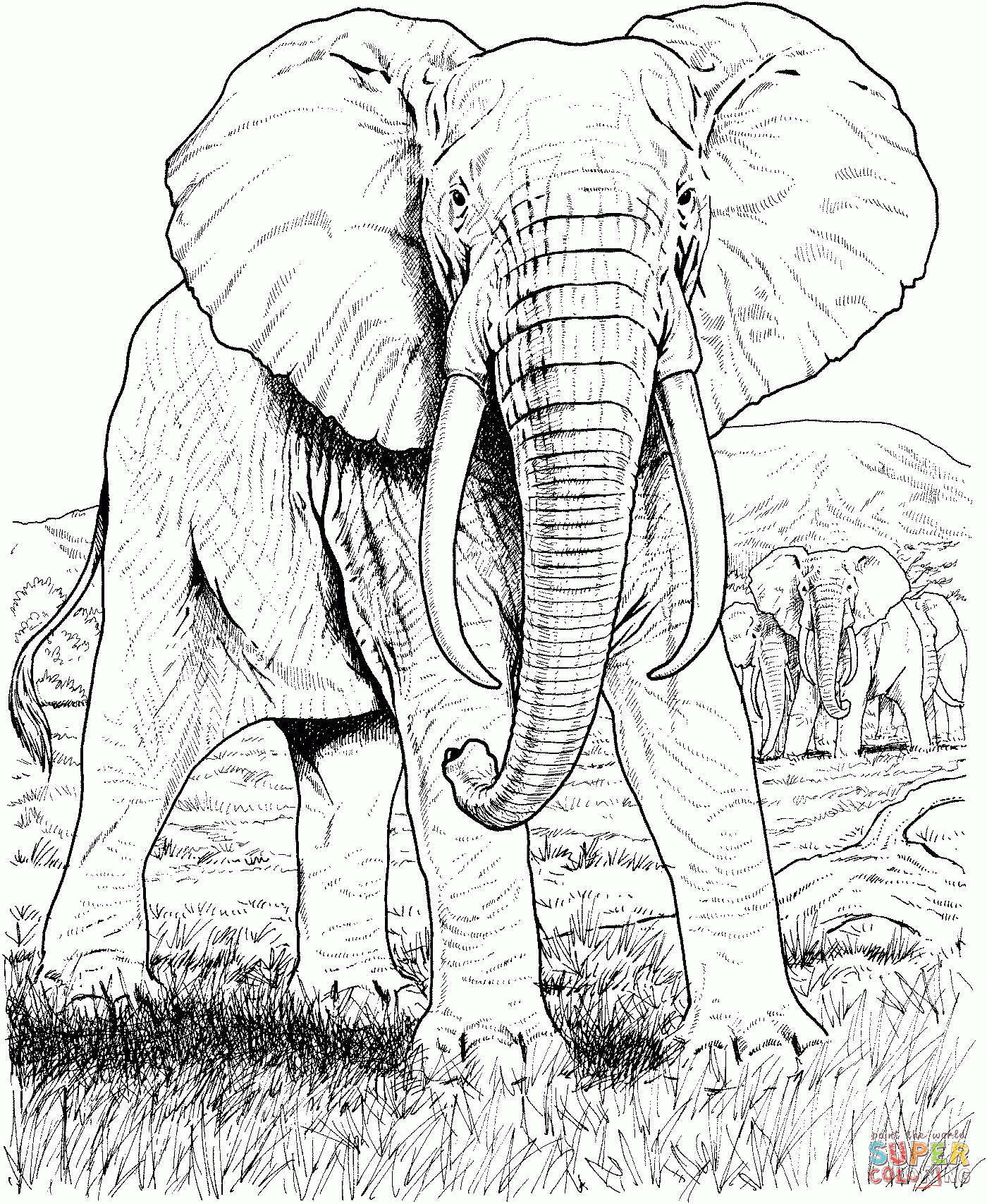Safari Animal Coloring Pages