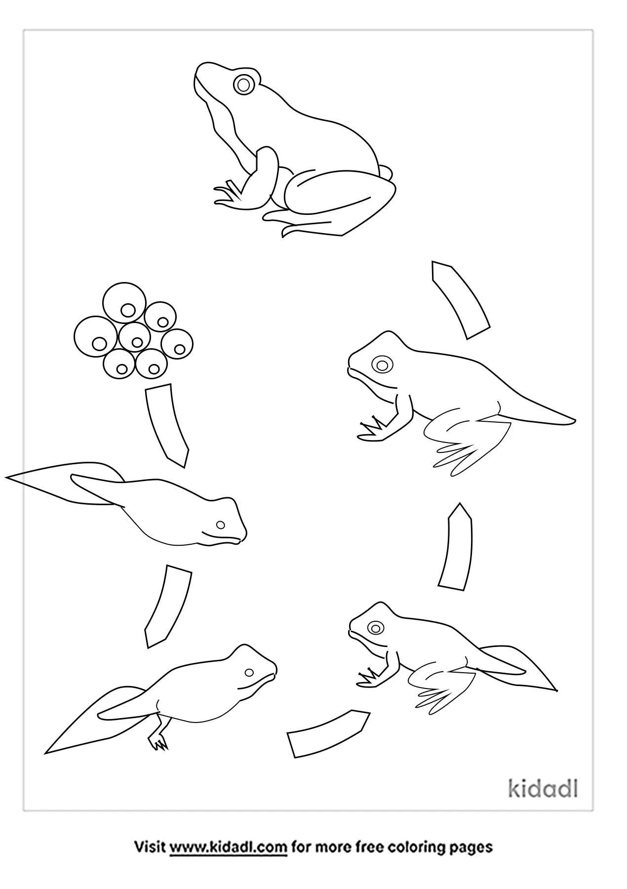 Frog Life Cycle Coloring Pages