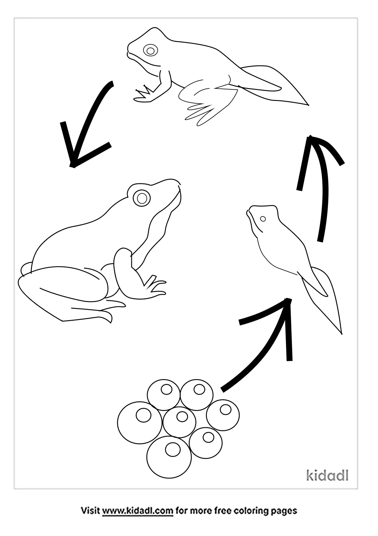Free Frog Life Cycle Coloring Page Coloring Page Printables Kidadl