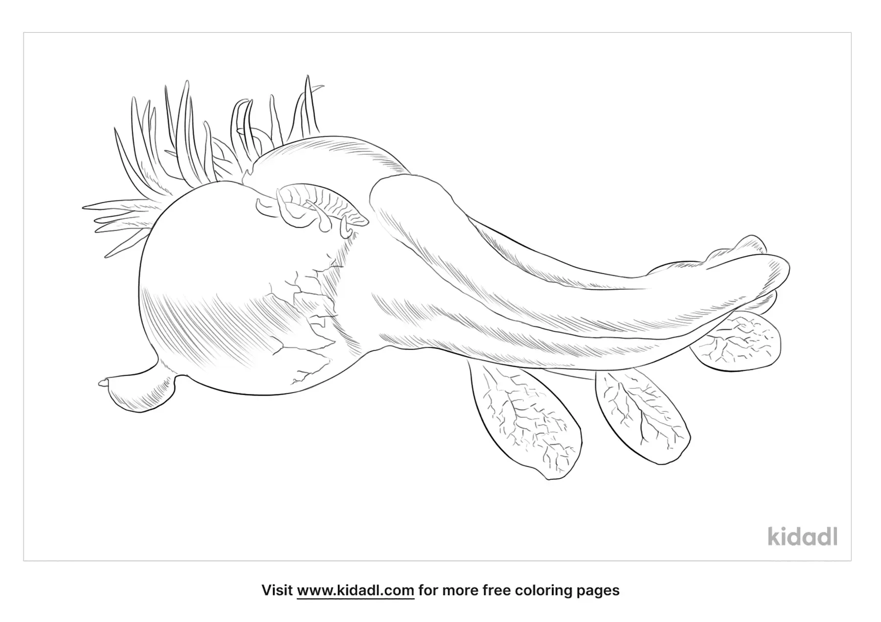 Free Hooded Nudibranch Coloring Page Coloring Page Printables Kidadl