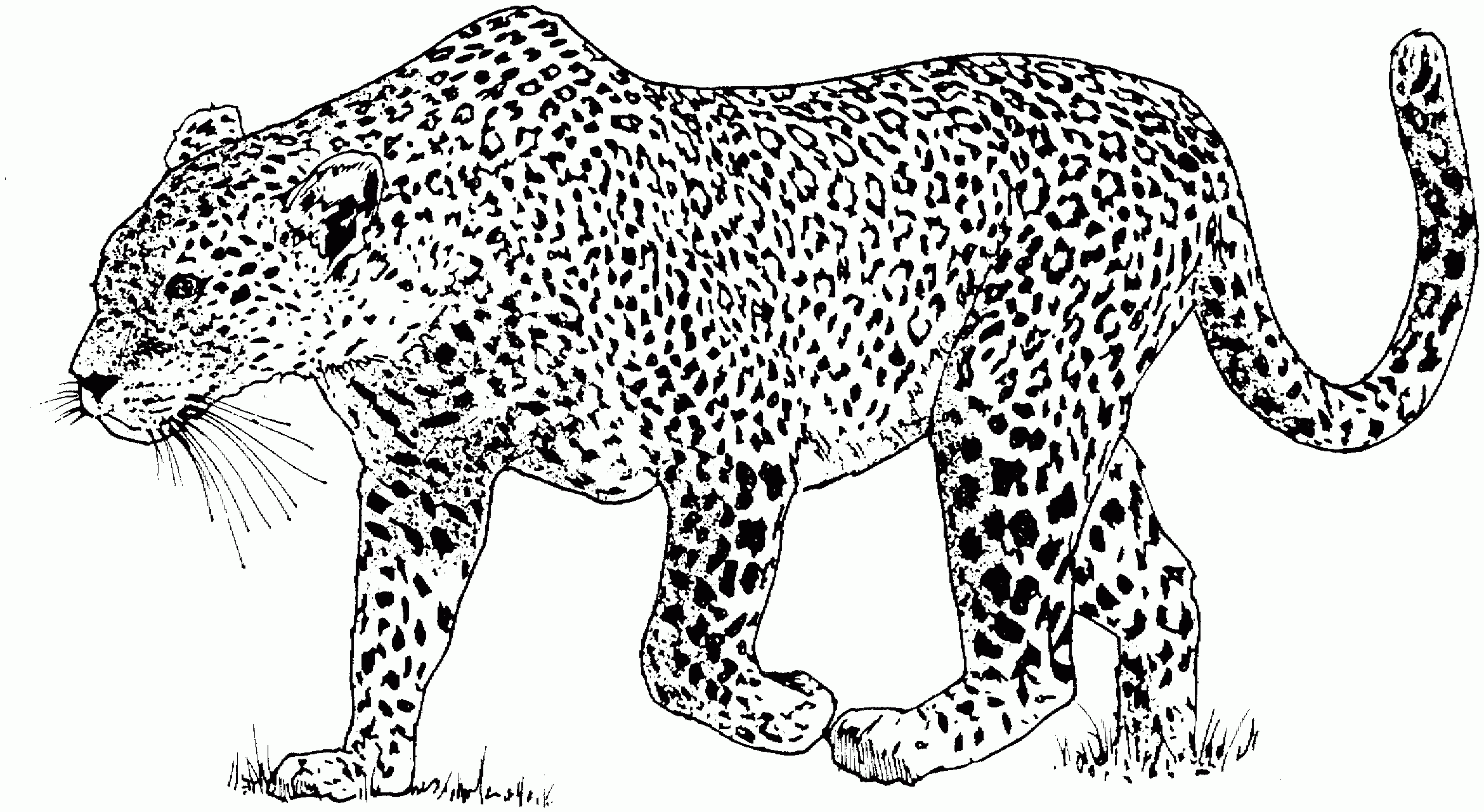 Free Leopard Coloring Pages
