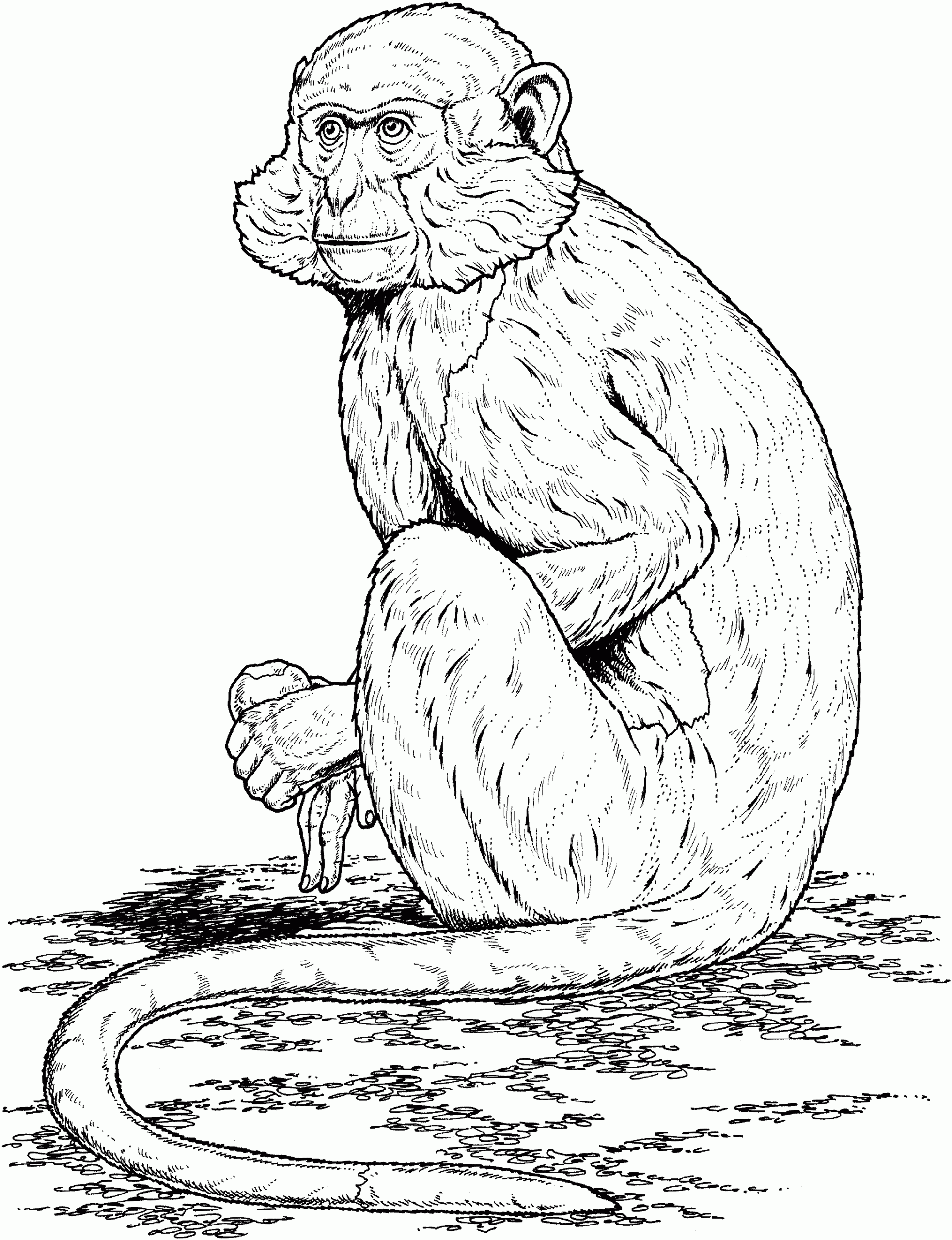 Monkey Coloring Page