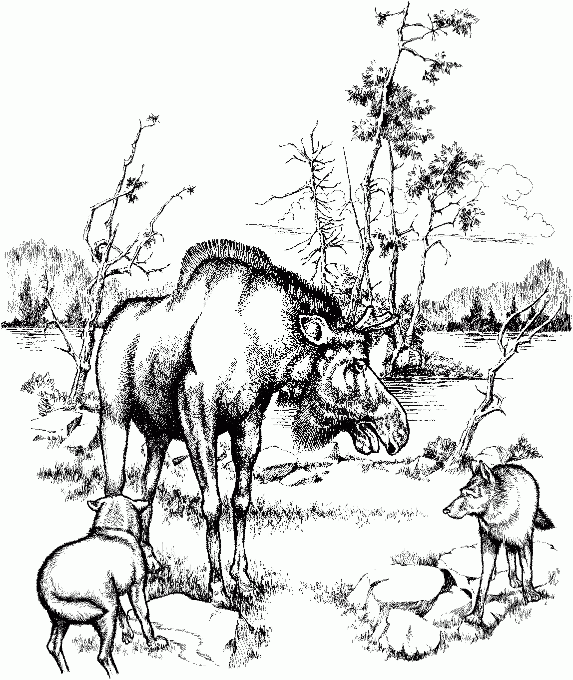 Moose Coloring Pages