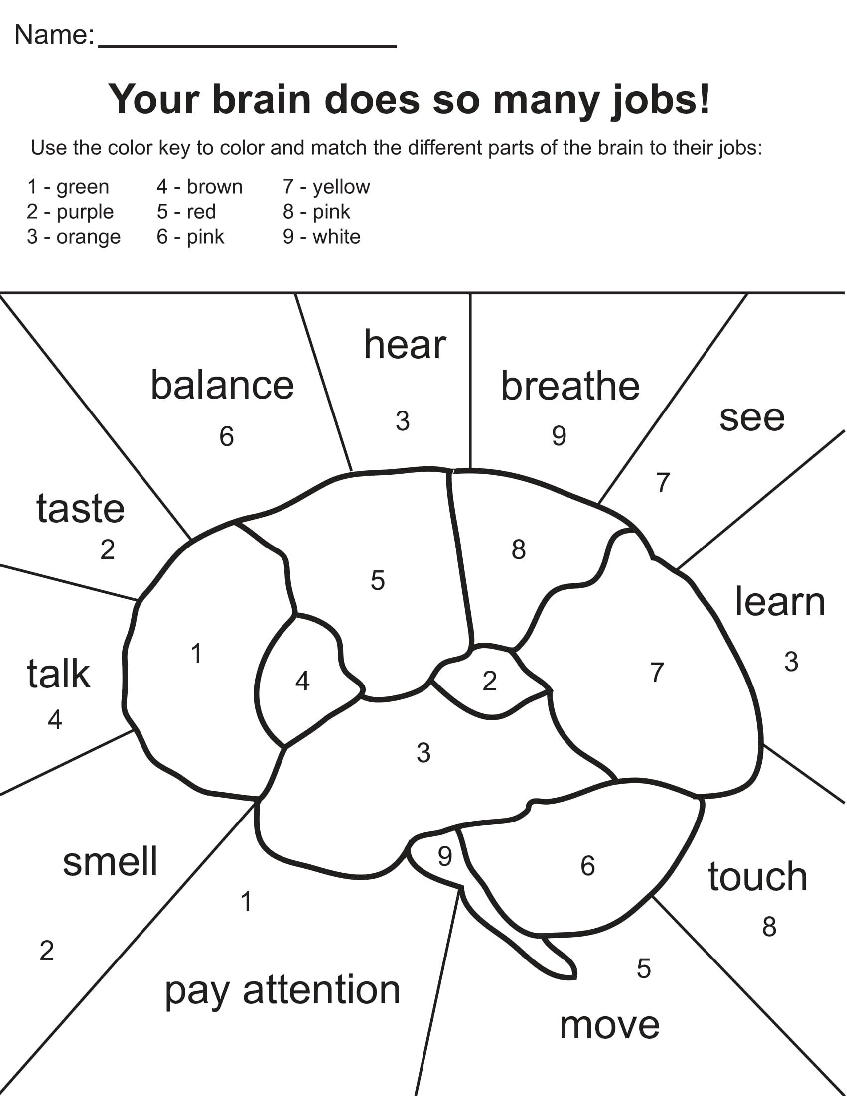 Free Nervous System Coloring Pages