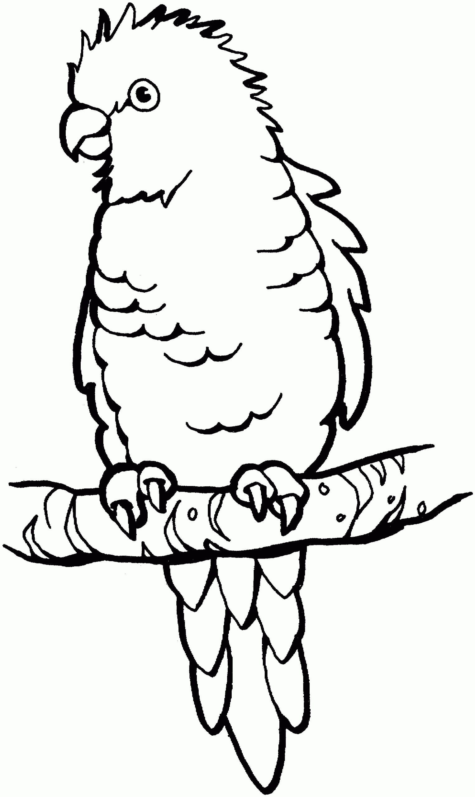 Parakeet Coloring Page