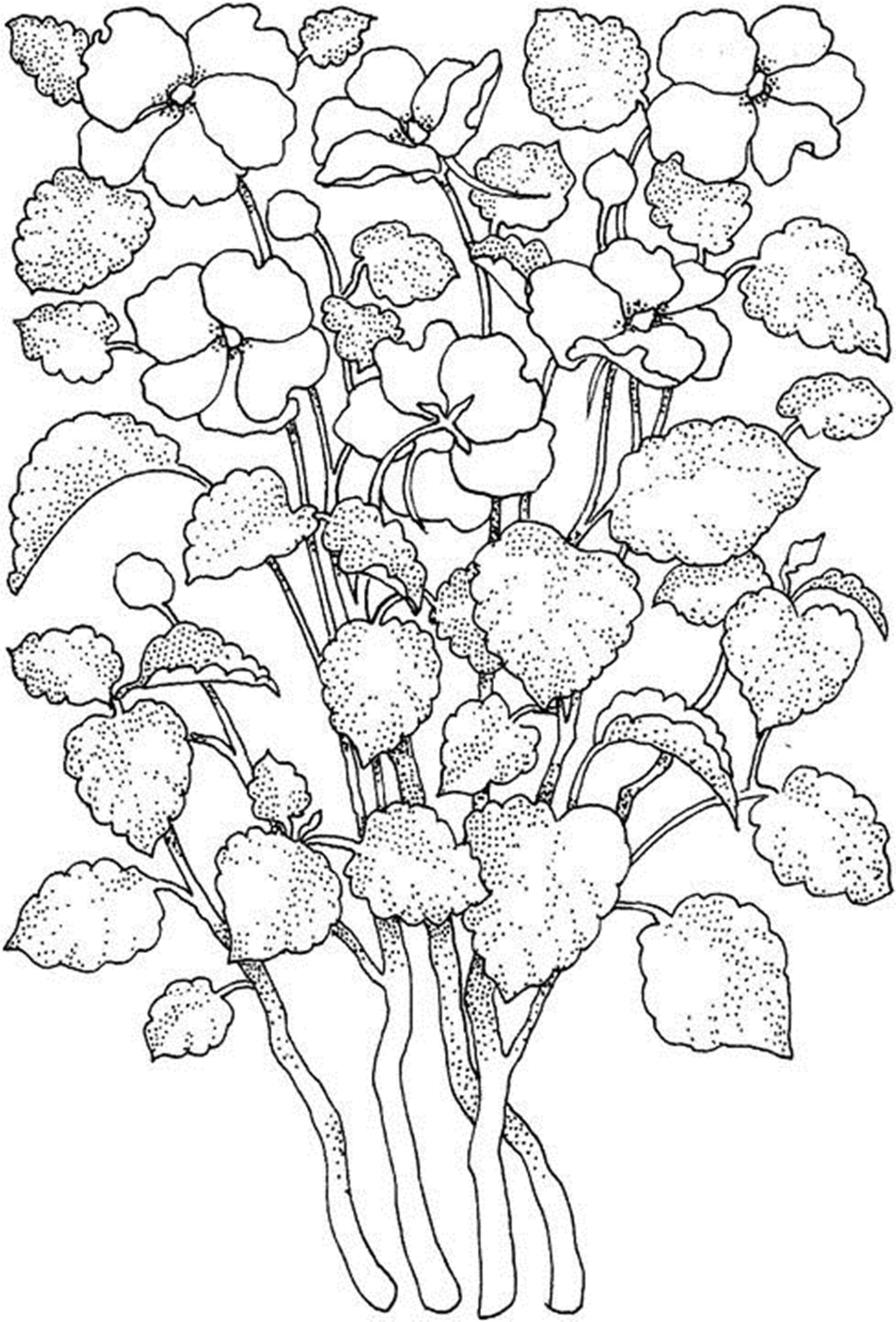 Flower Color Pages