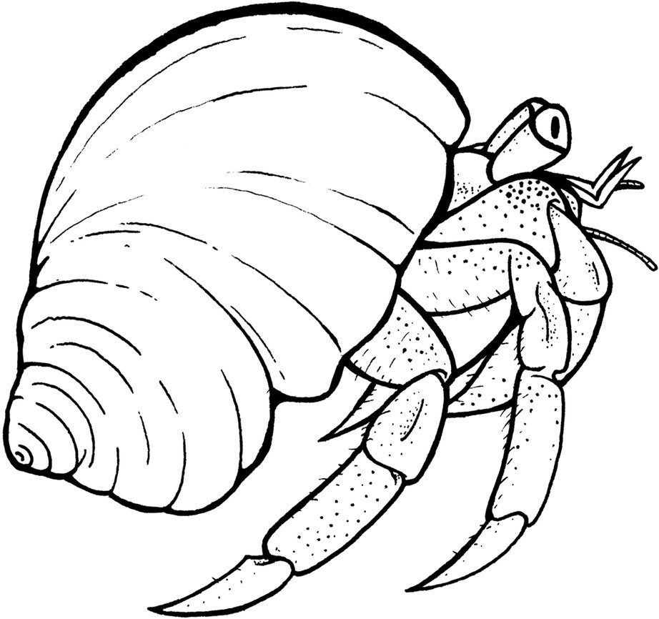 Free Printable Hermit Crab Coloring Pages For Kids