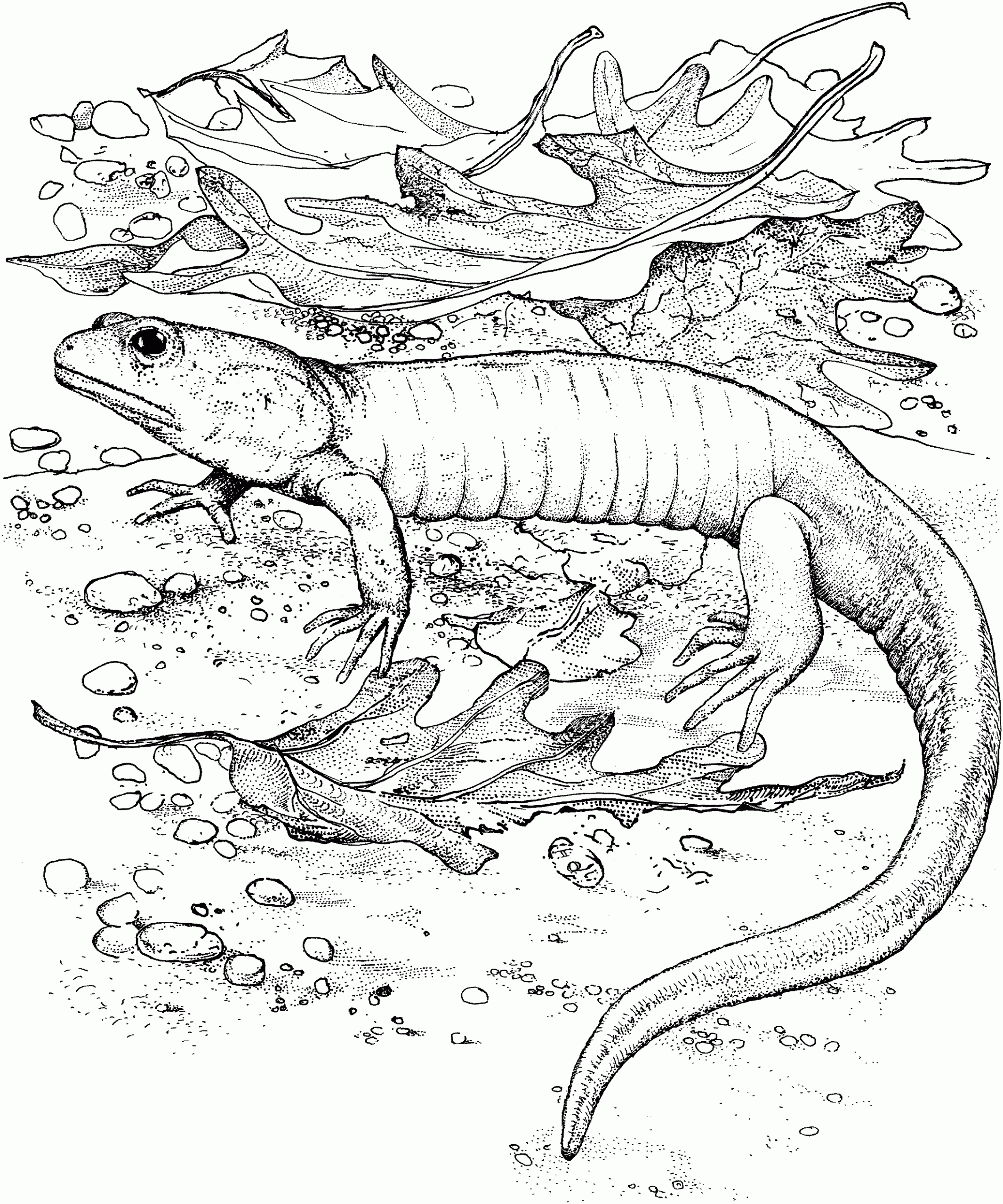 Coloring Pages Reptiles Printable