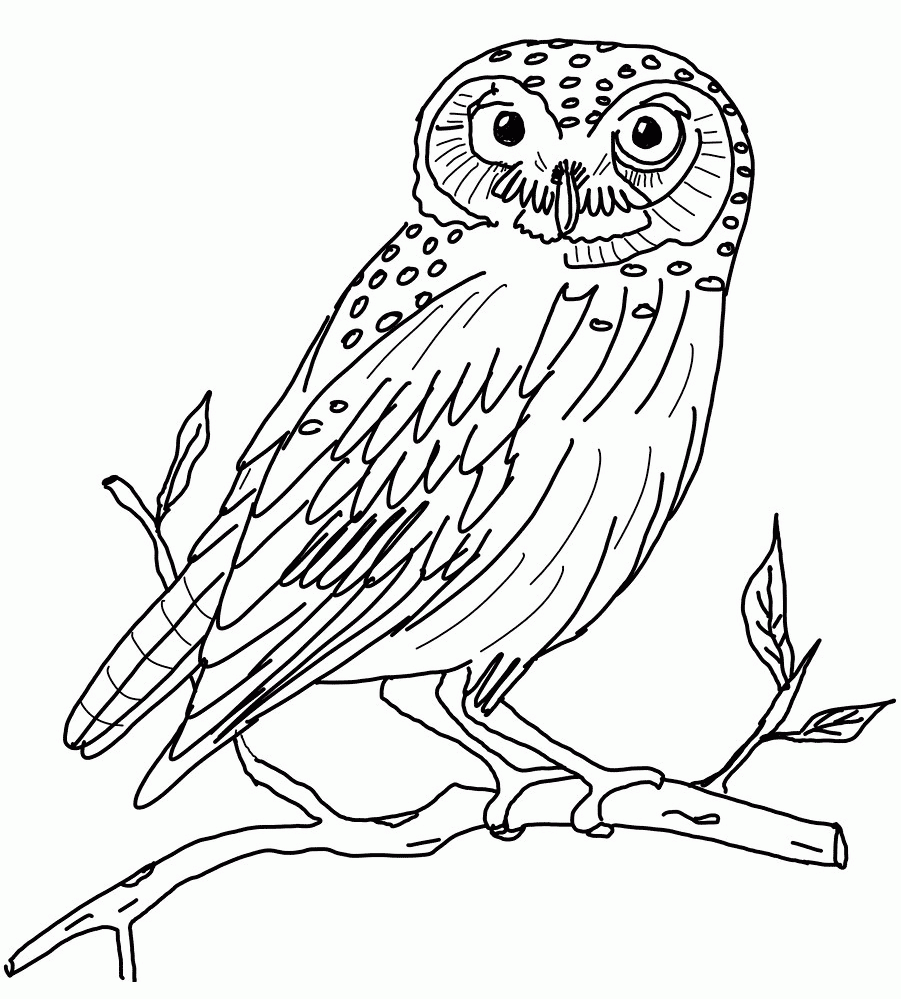 Free Printable Owl Coloring Pages For Kids