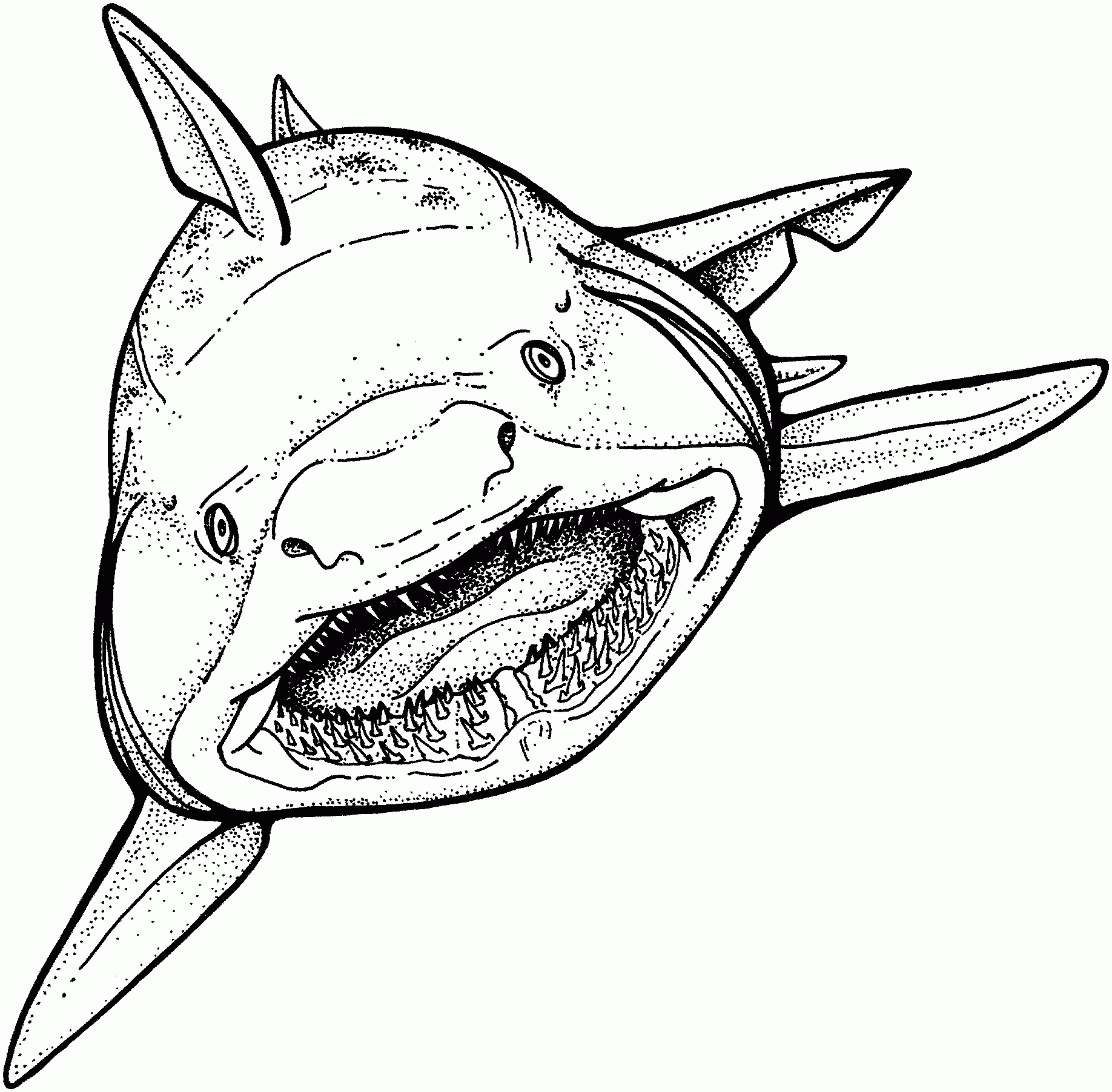 Shark Color Pages