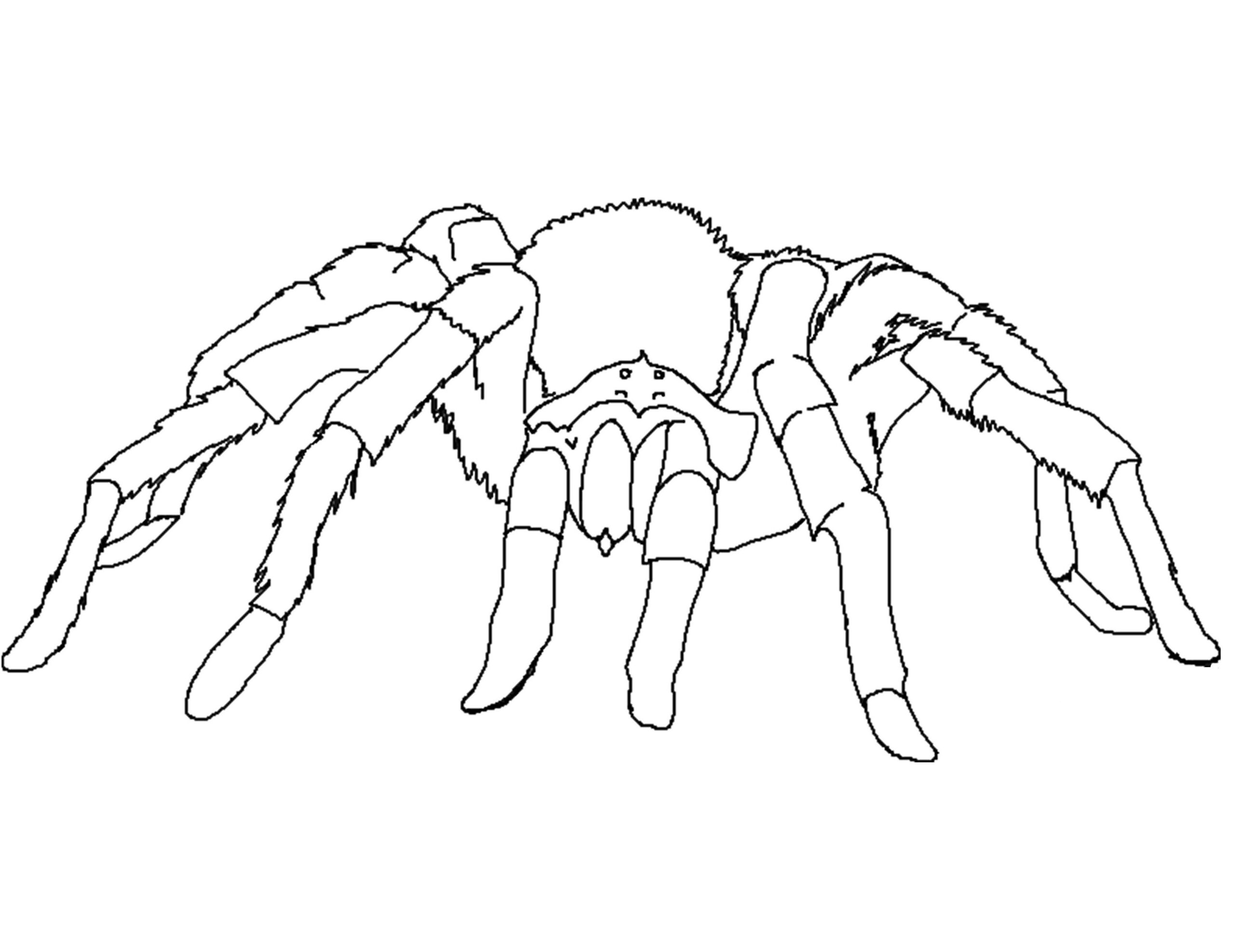 Free Printable Spider Coloring Pages
