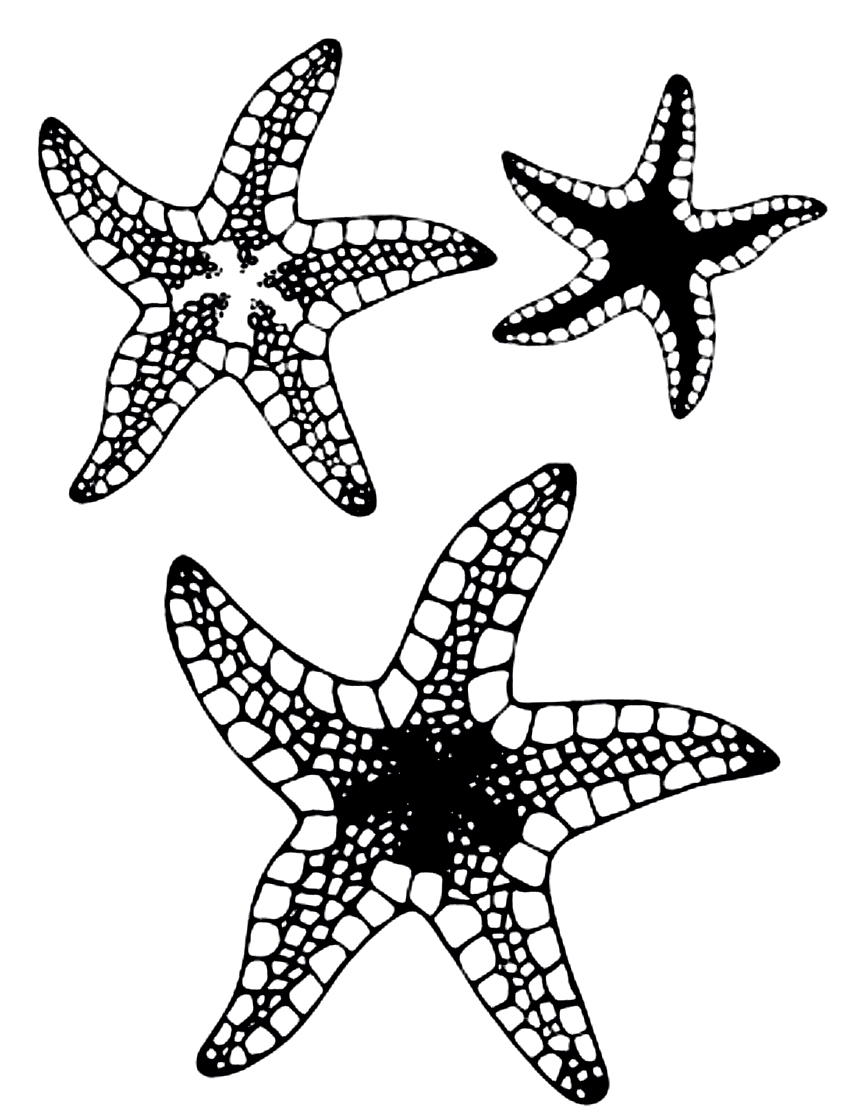 Starfish Coloring Page