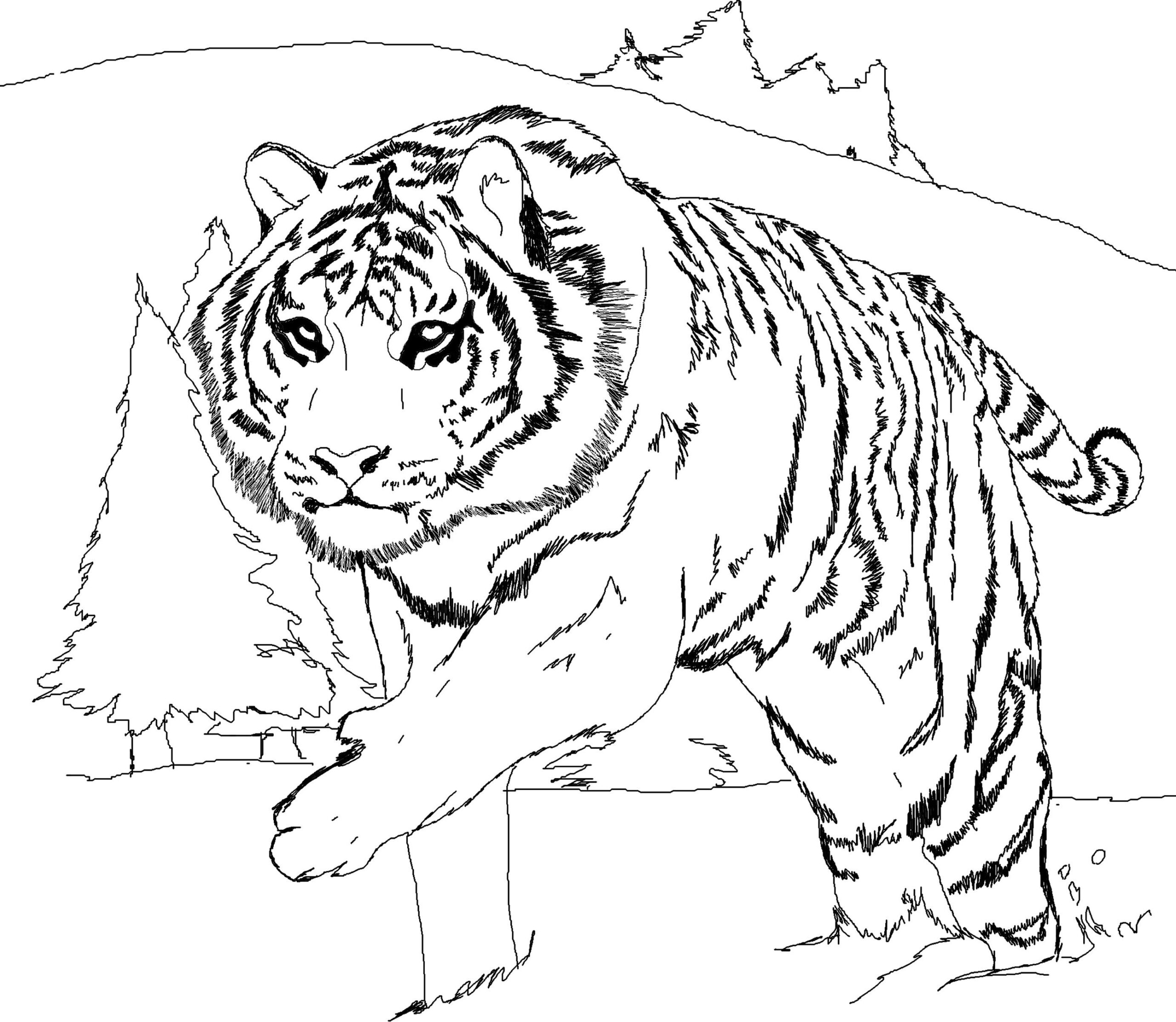Tiger Coloring Pages