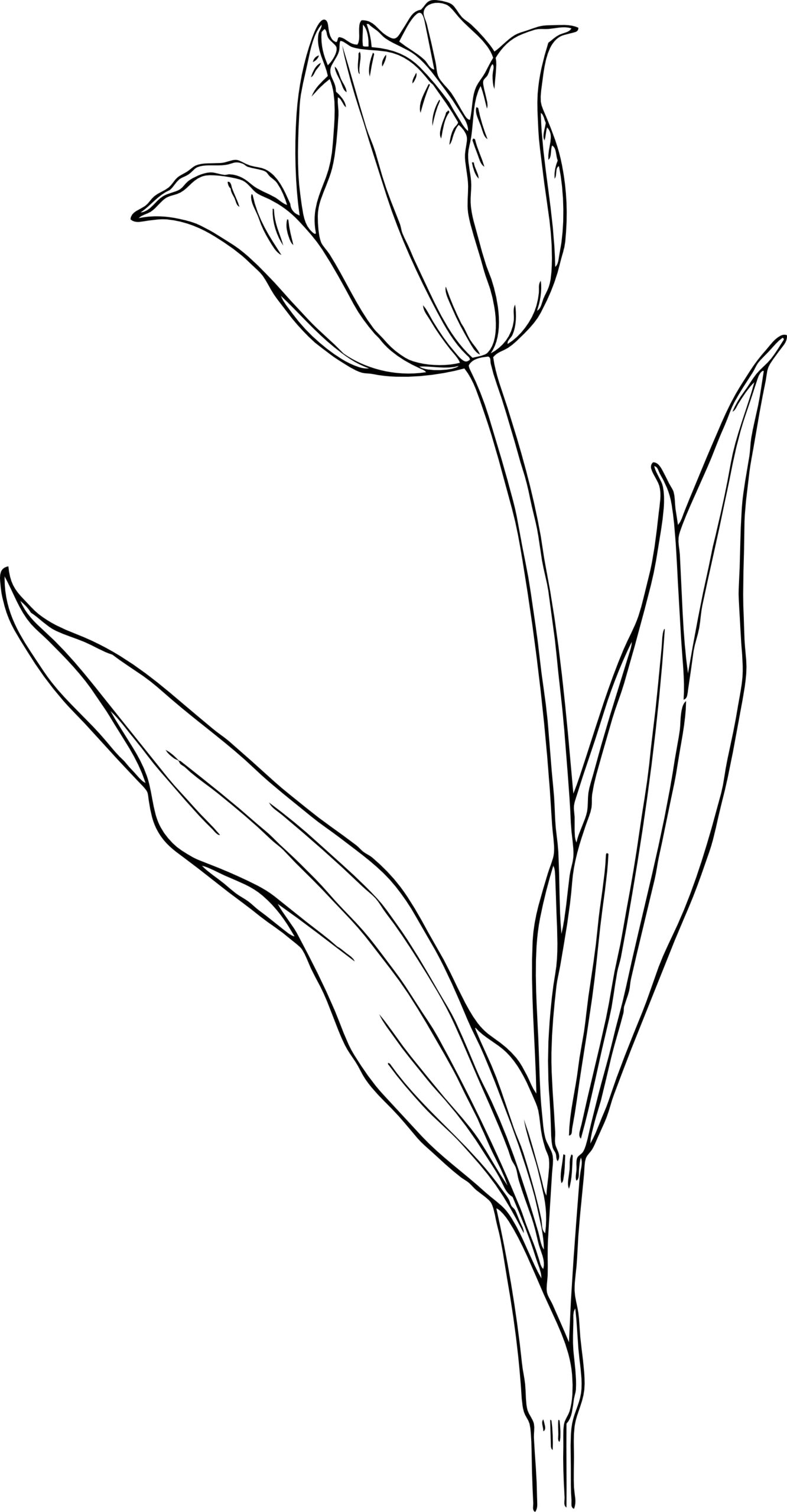 Tulip Coloring Pages