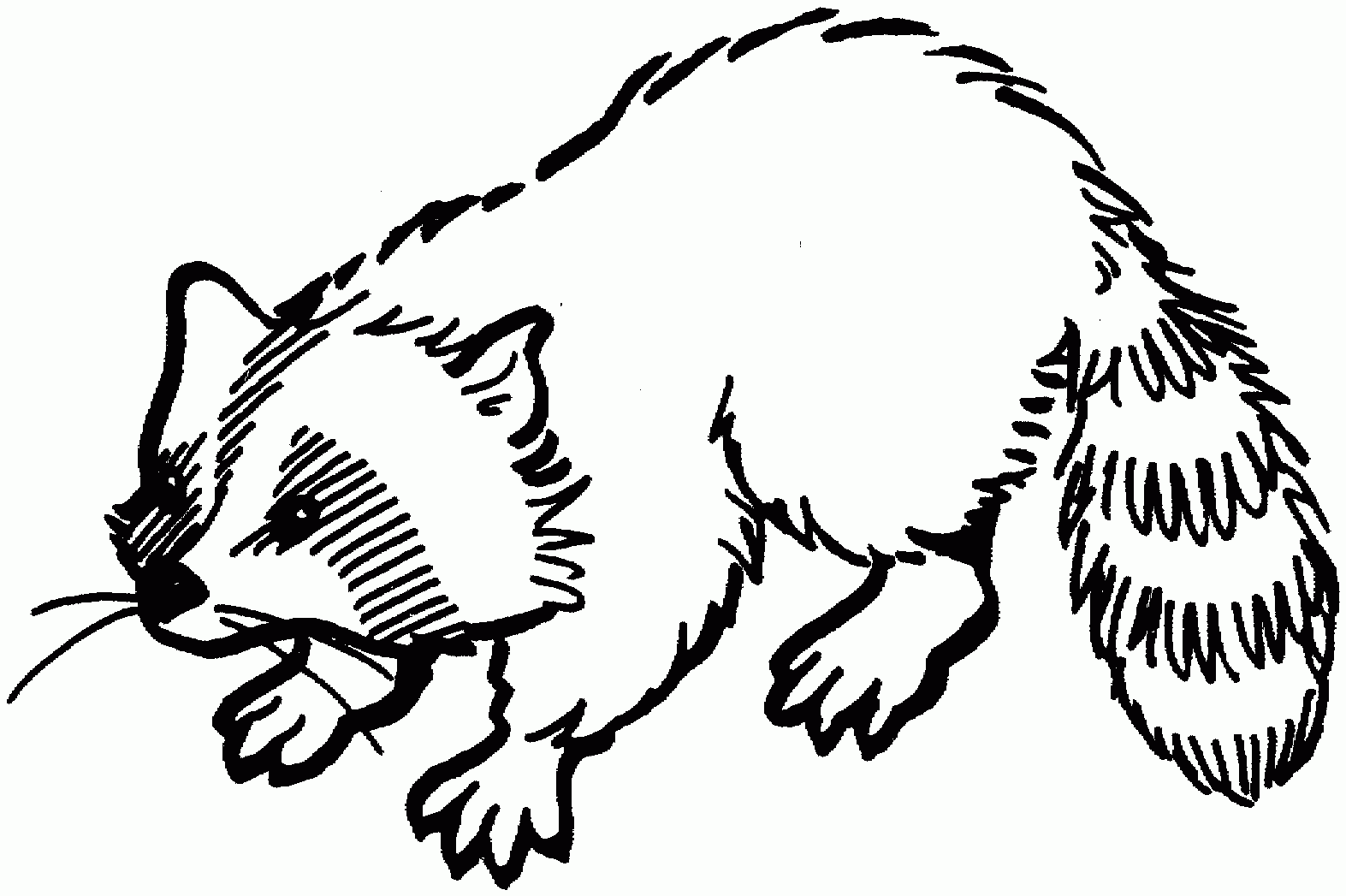 Free Raccoon Coloring Pages