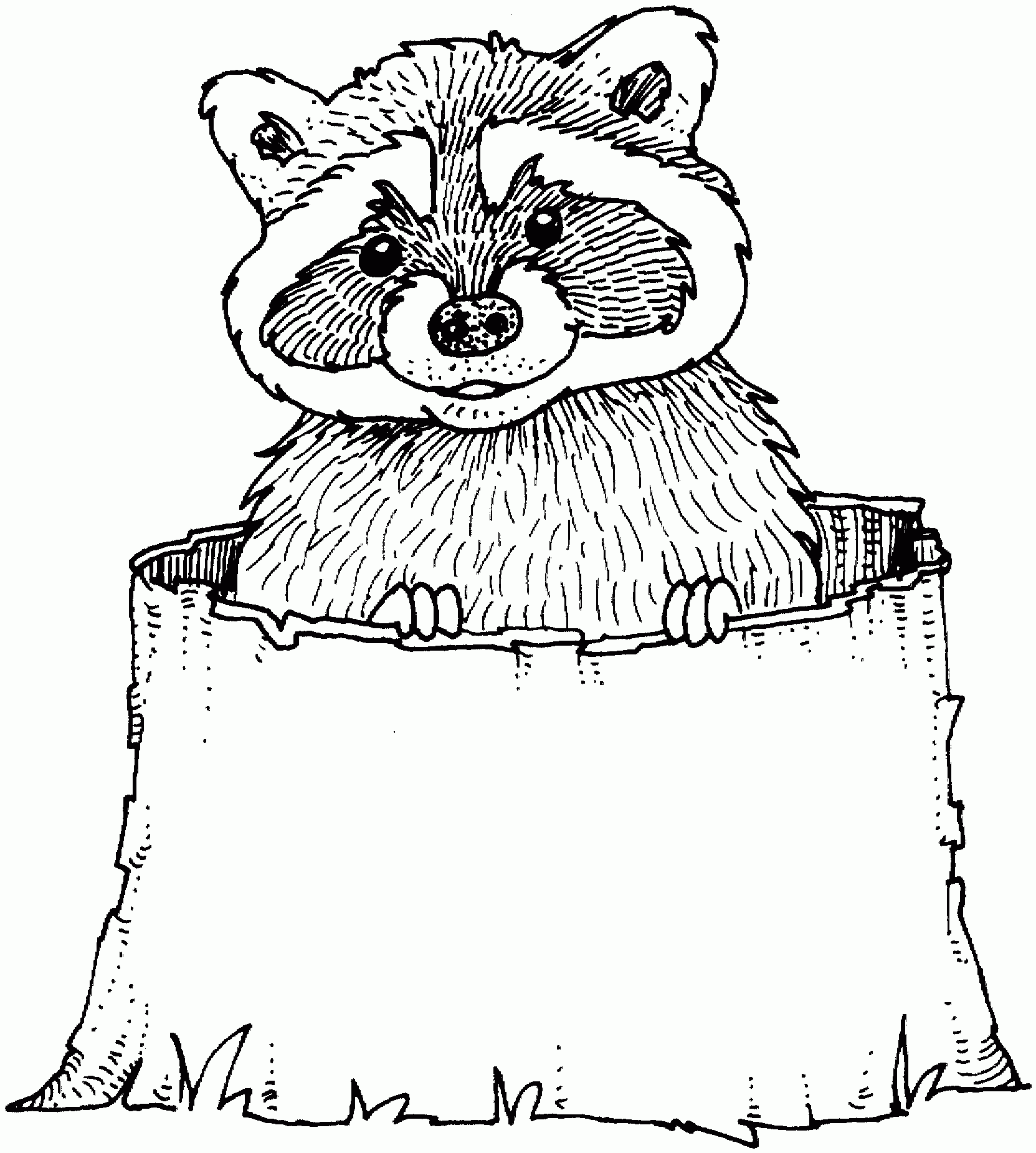 Raccoon Coloring Page